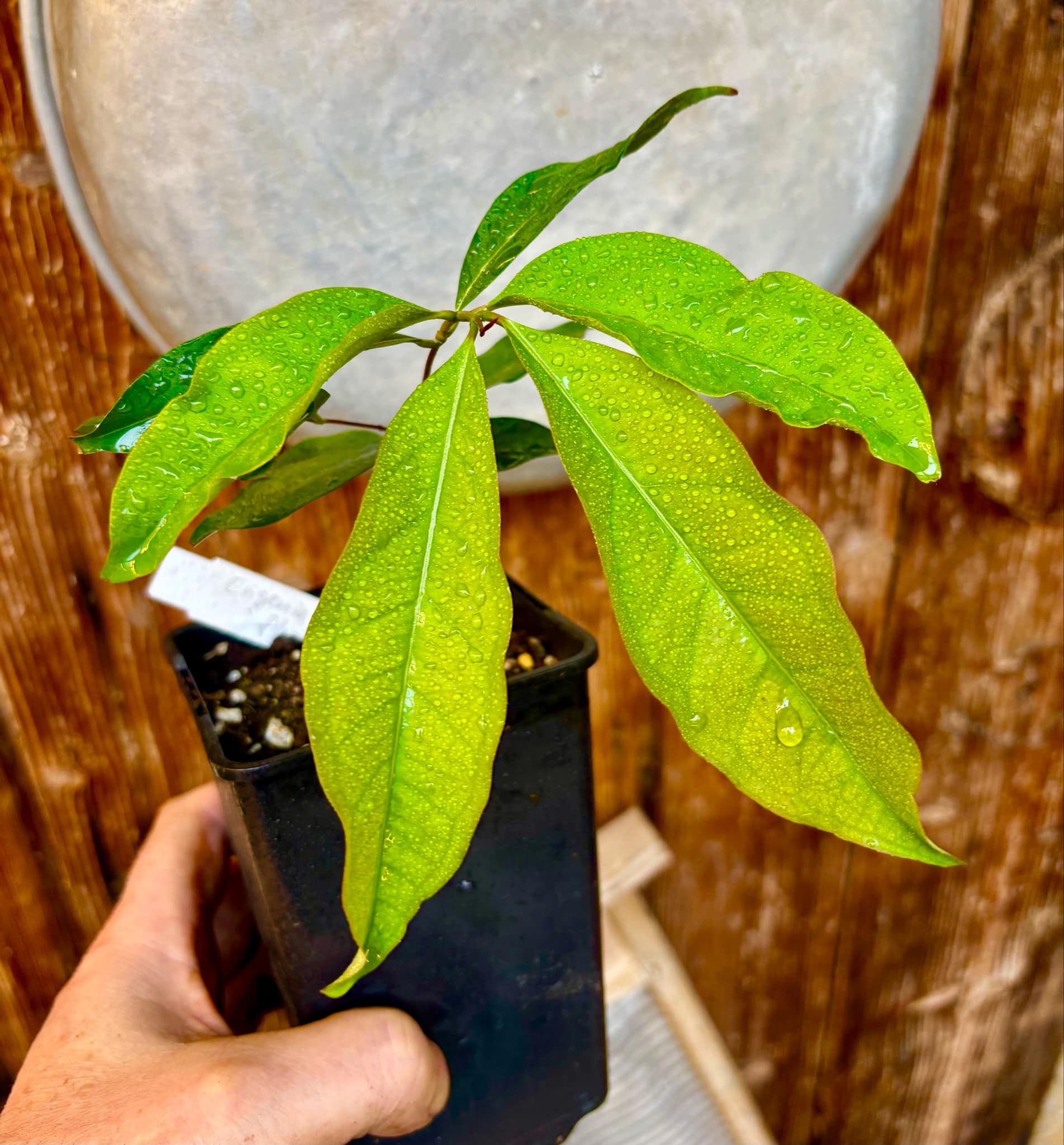 Eugenia florida - 1 potted plant / 1 getopfte Pflanze