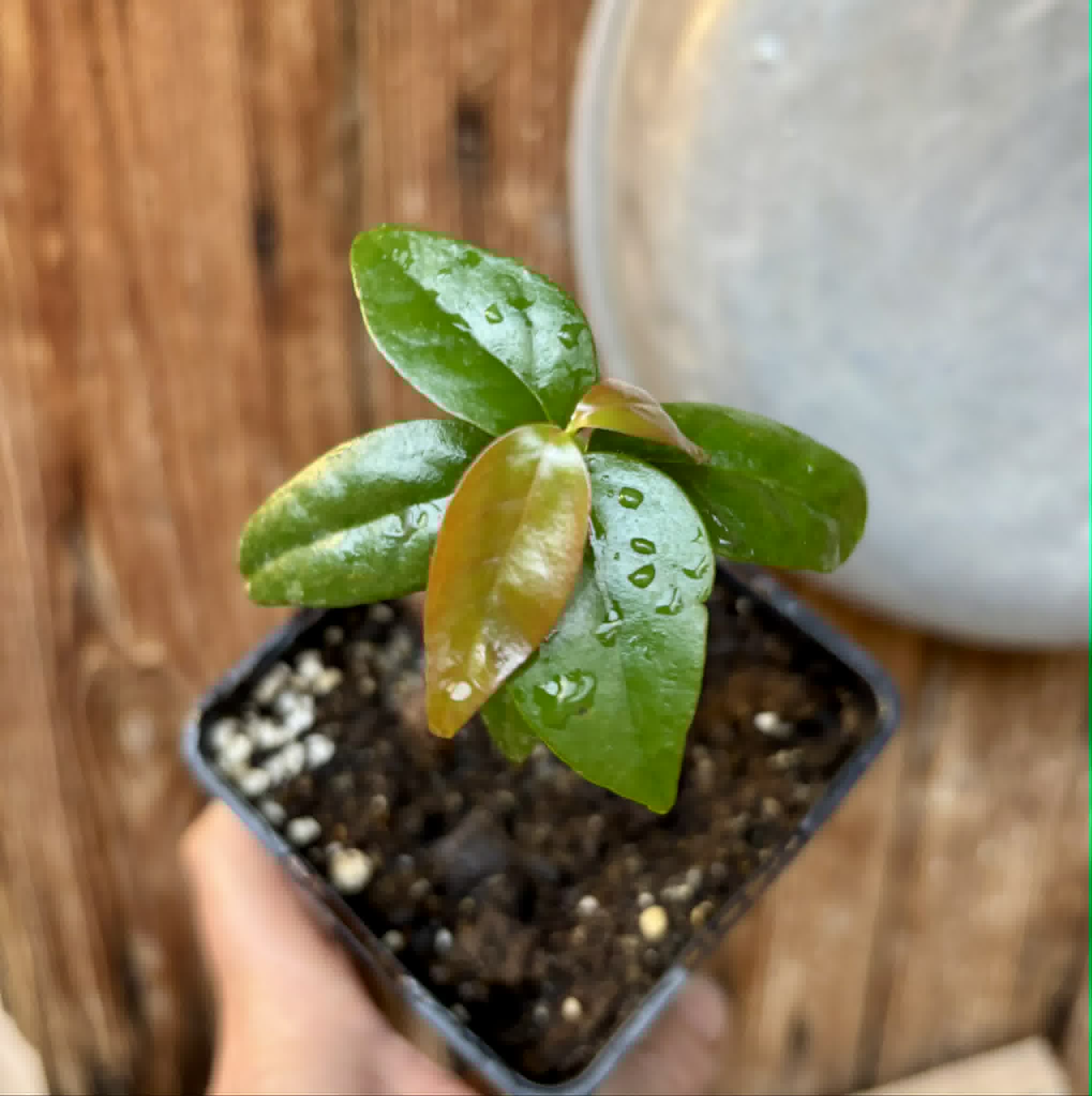 Eugenia uniflora var. Tutti Colore  - 1 spotted seedling / 1 getopfter Sämling