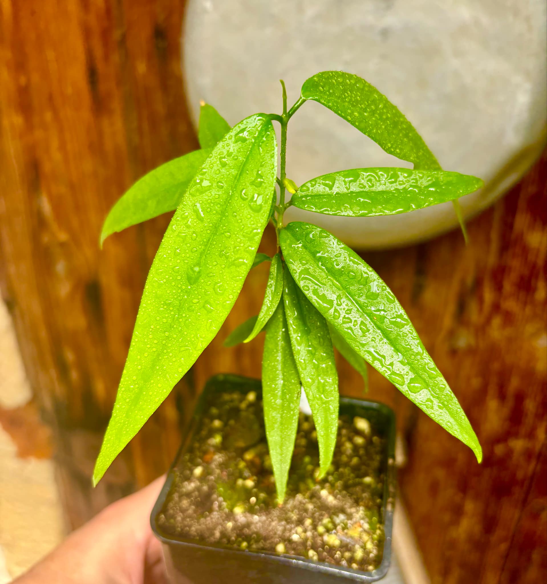 Eugenia bahiensis var. Sementes pintada  - 1 potted plant / 1 getopfte Pflanze