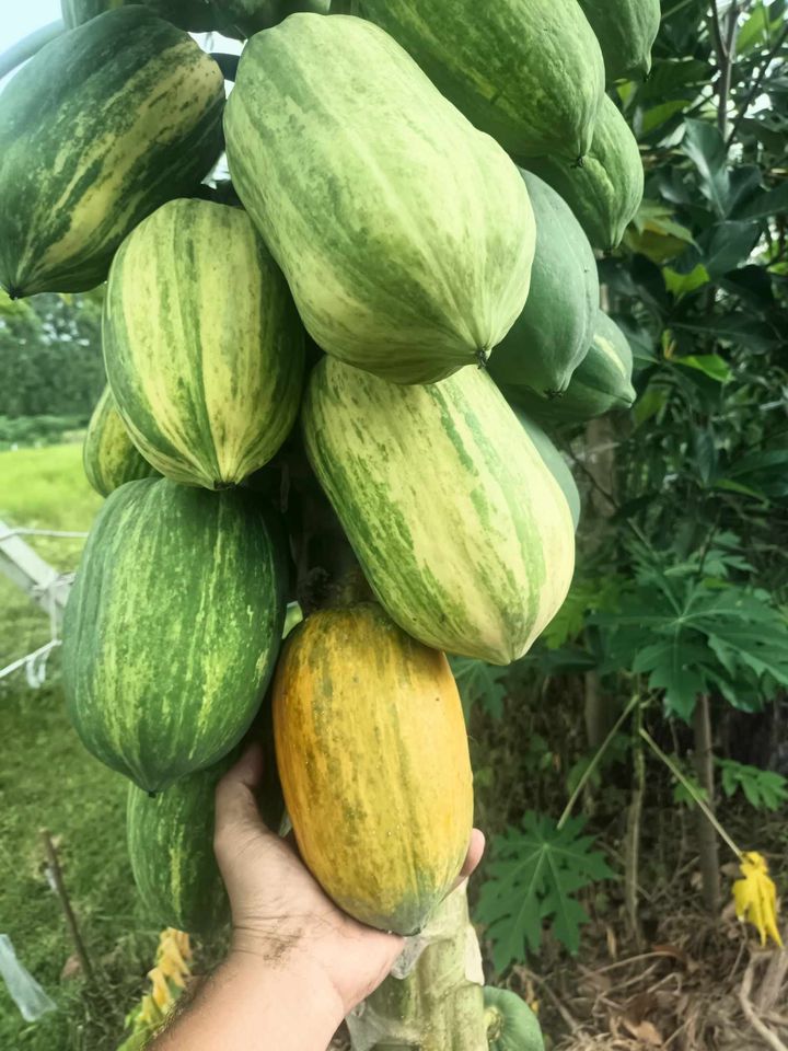 Variegated Papaya (Carica papaya) - 1 fresh seed / 1 frischer Samen