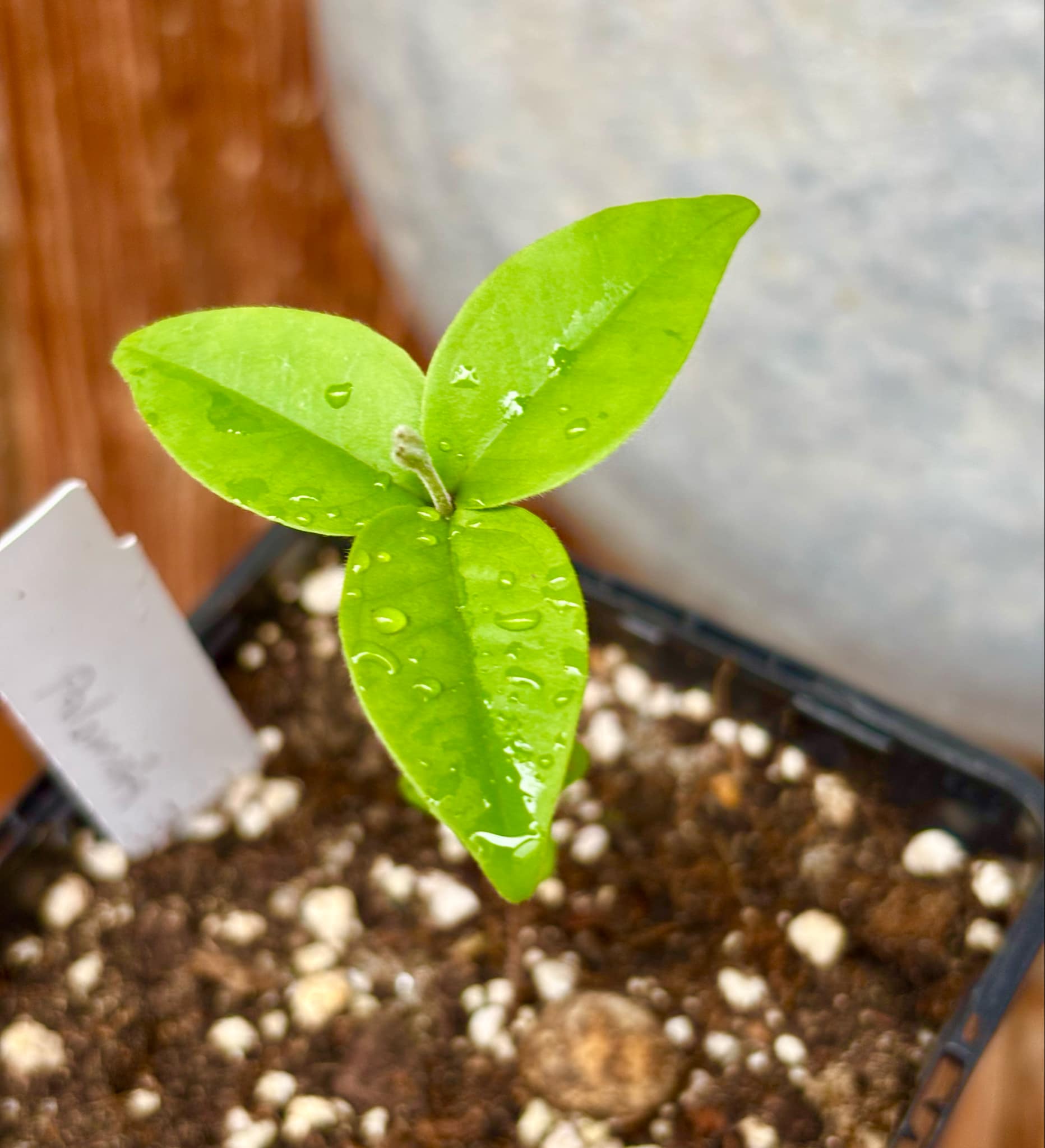 Eugenia sp Palometa - 1 small potted seedling / 1 kleiner, getopfter Sämling Eugenia sp Palometa - 1 small potted seedling / 1 kleiner, getopfter Sämling