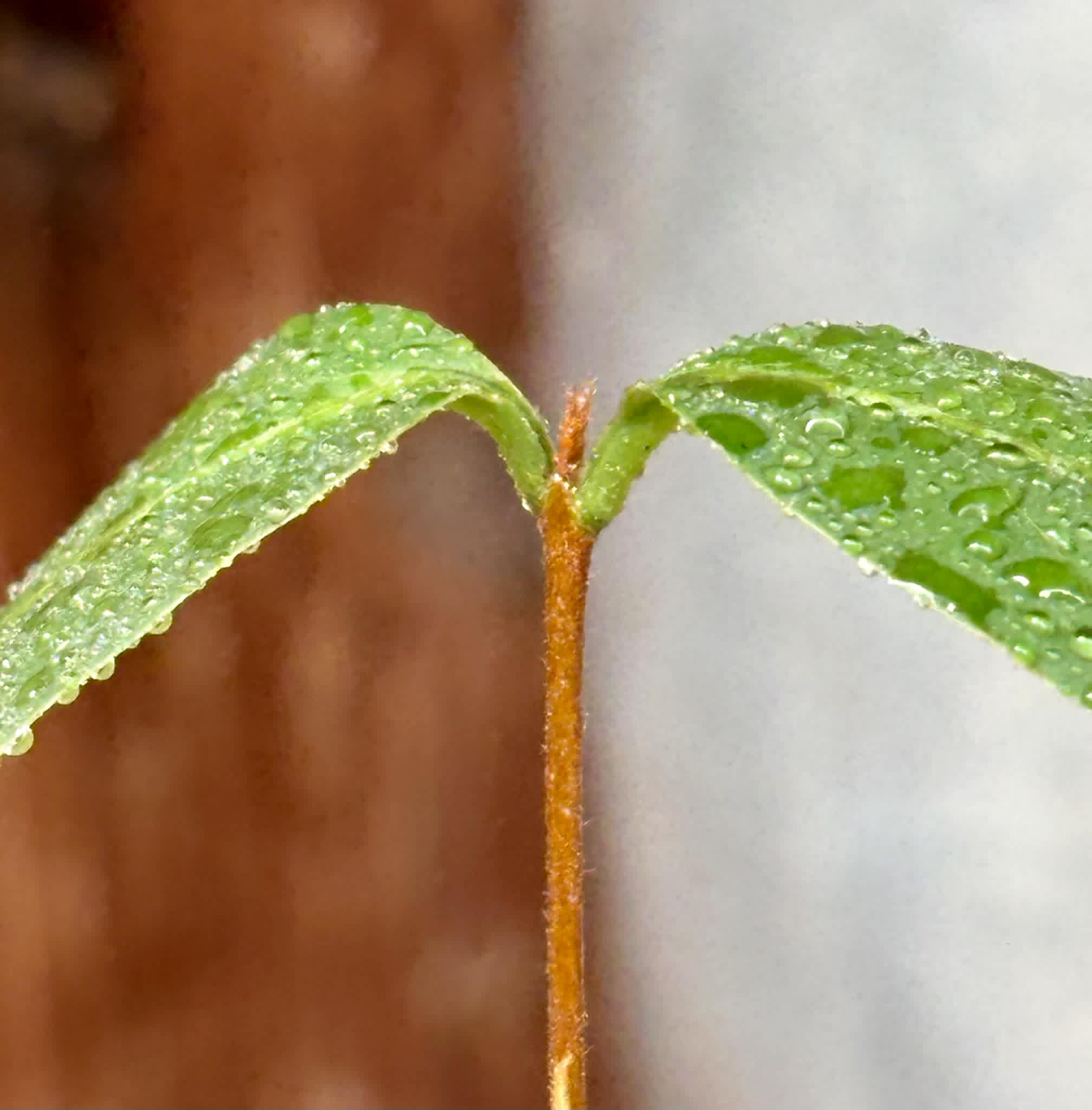 Eugenia sp amarela de Rondonia - 1 potted seedling / 1 getopfter Sämling