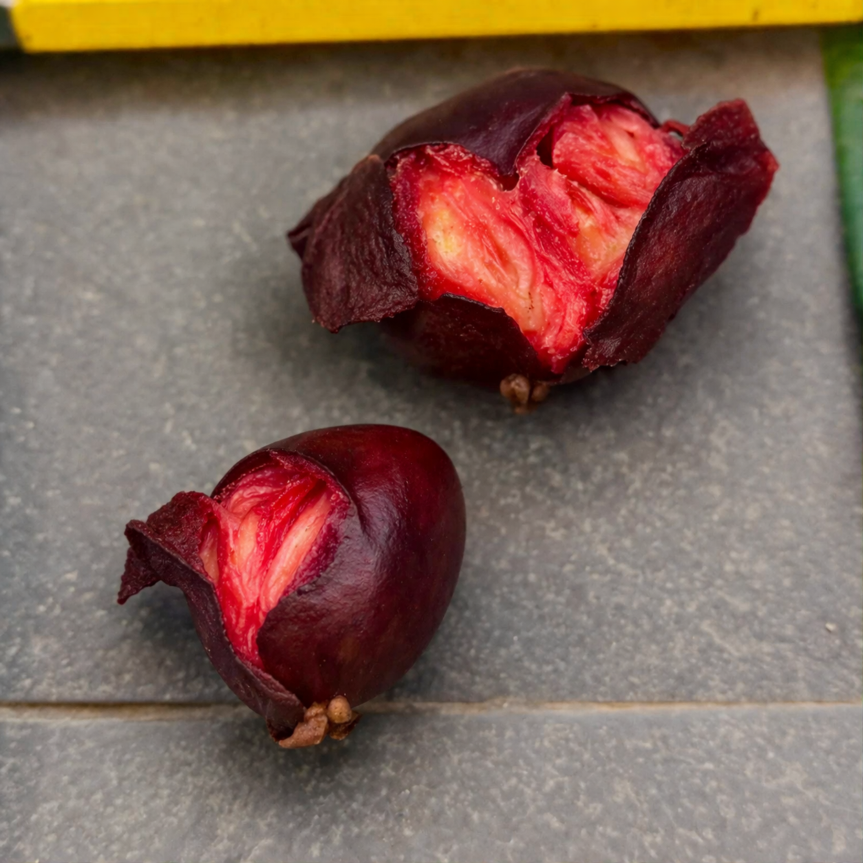 Plinia spiciflora -  1 fresh seed / 1 frischer Samen