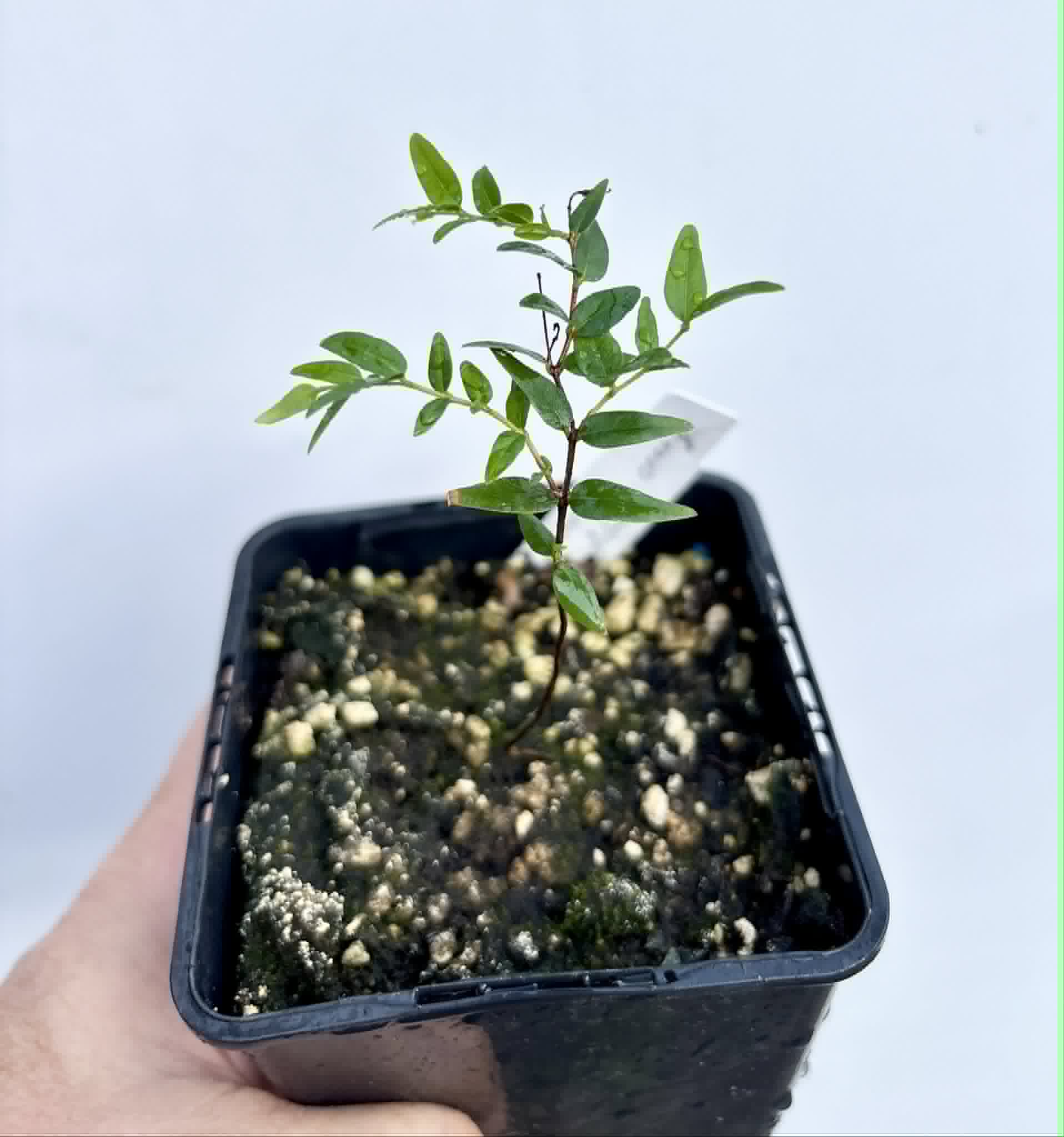 Myrciaria cuspidata ORANGE - 1 potted plant / 1 getopfte Pflanze