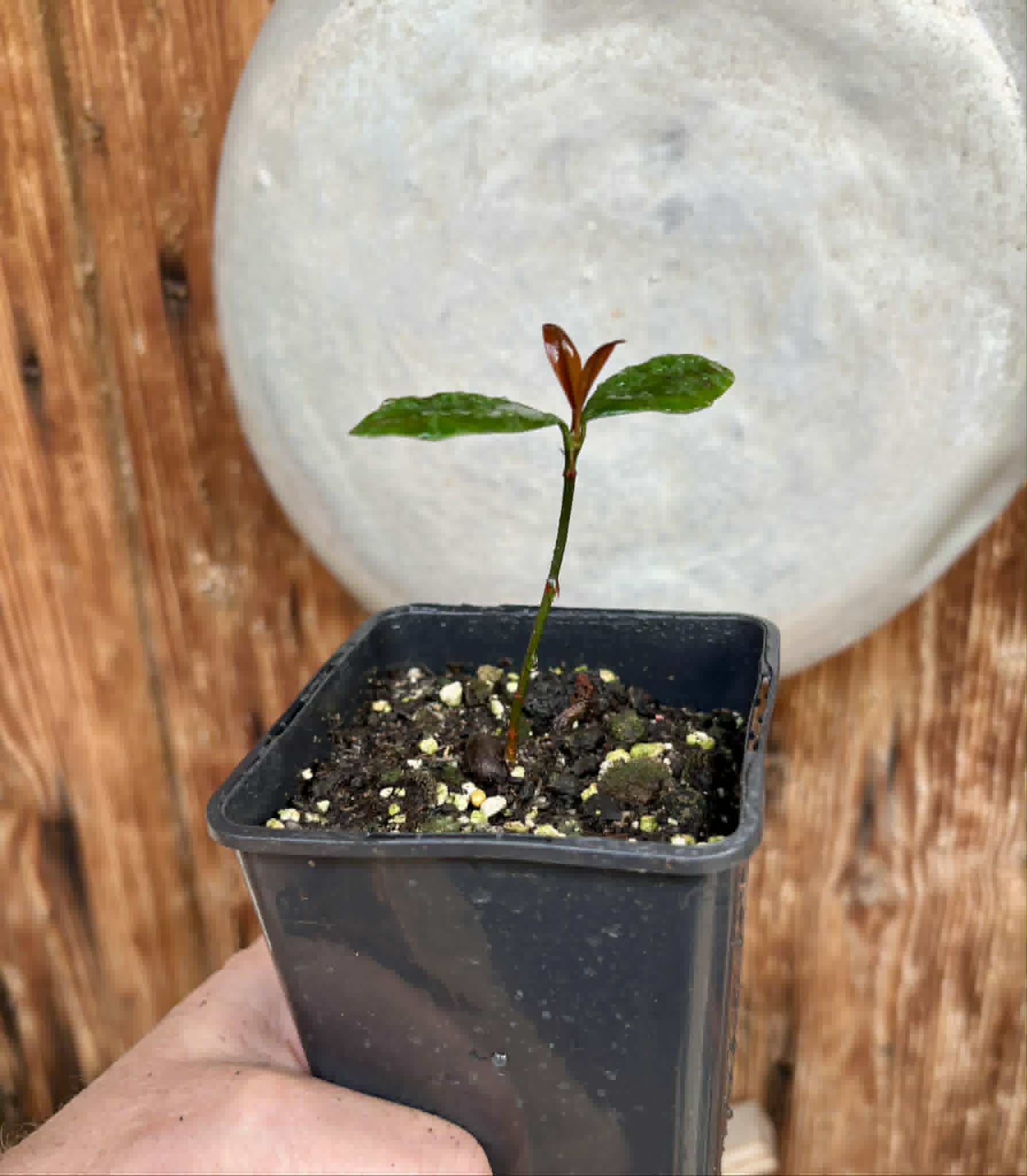 Bacupari  (Garcinia brasiliensis) -  1 potted seedling / 1 getopfter Sämling