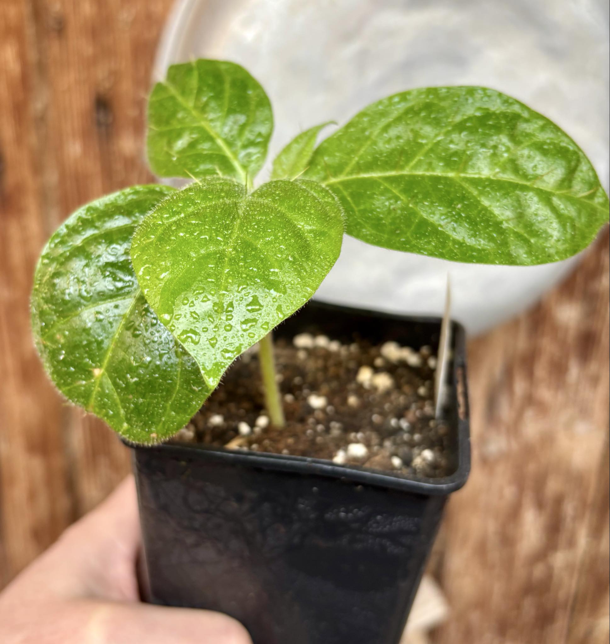 Solanum rumpincola - 1 small potted seedling / 1 kleiner, getopfter Sämling