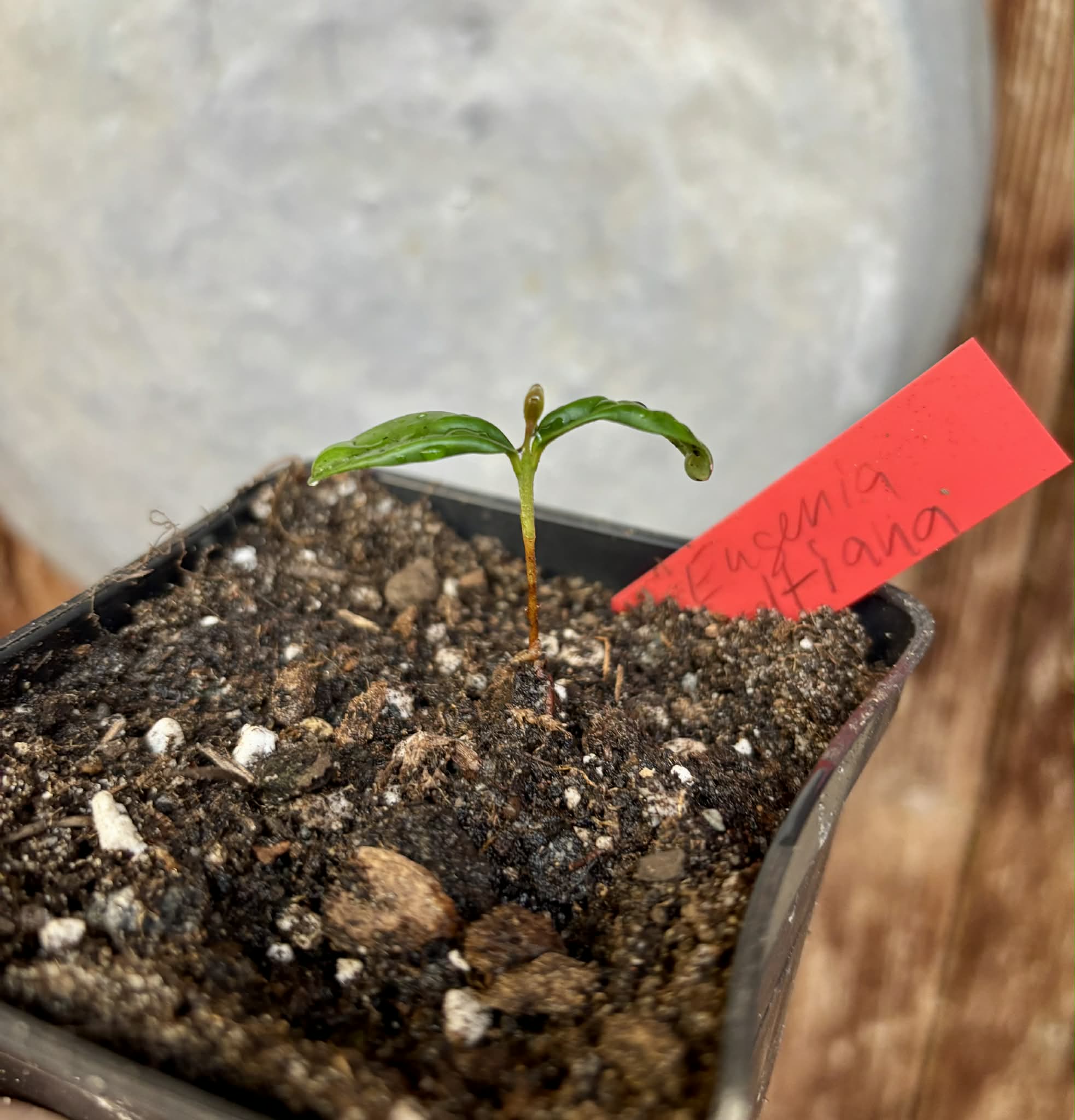 Eugenia reinwardtiana - Cedarbay Cherry -  1 potted seedling / 1 getopfter Sämling