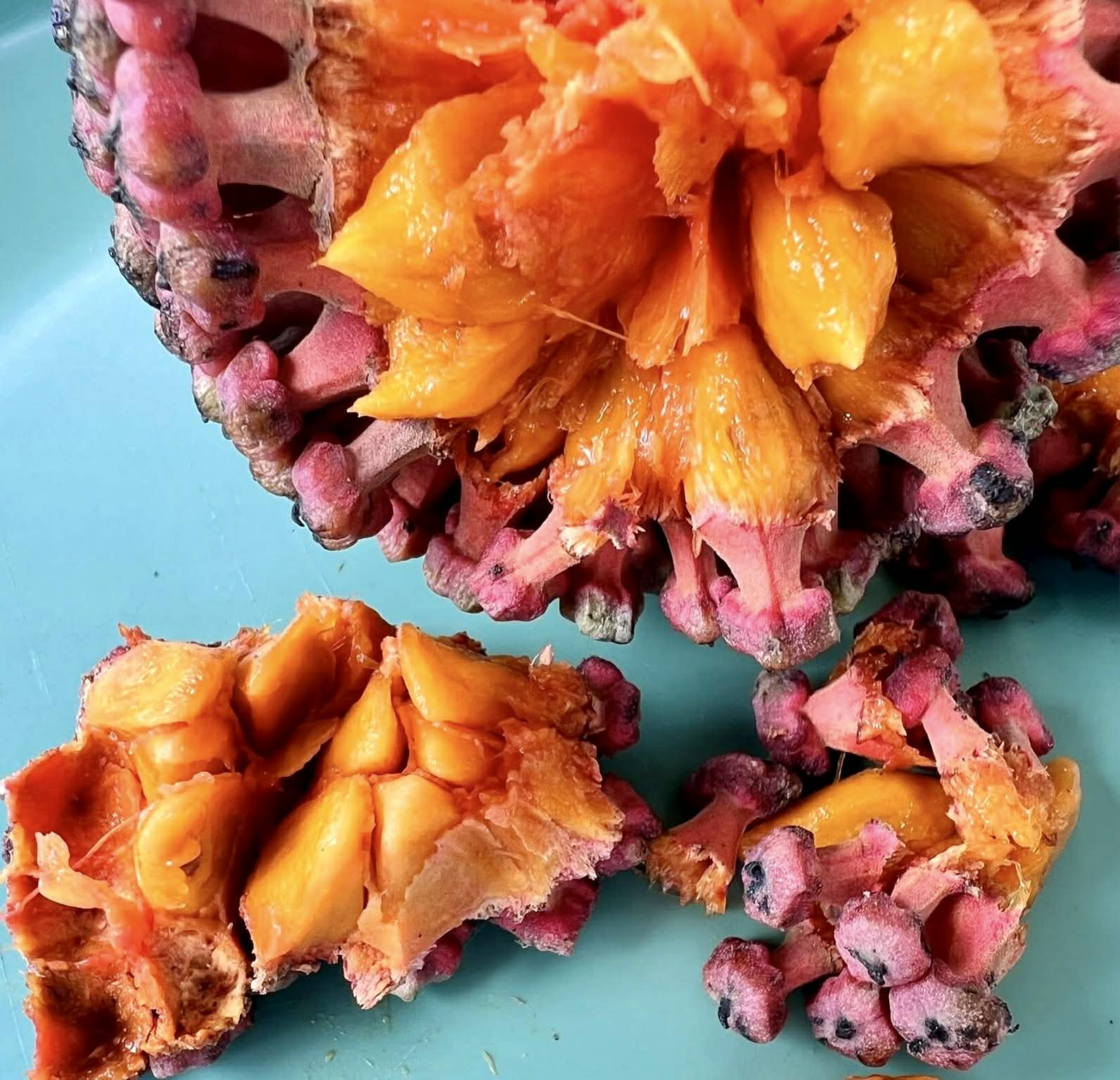 Yara Yara (Duguetia lepidota)  - 1 fresh seed / 1 frischer Samen