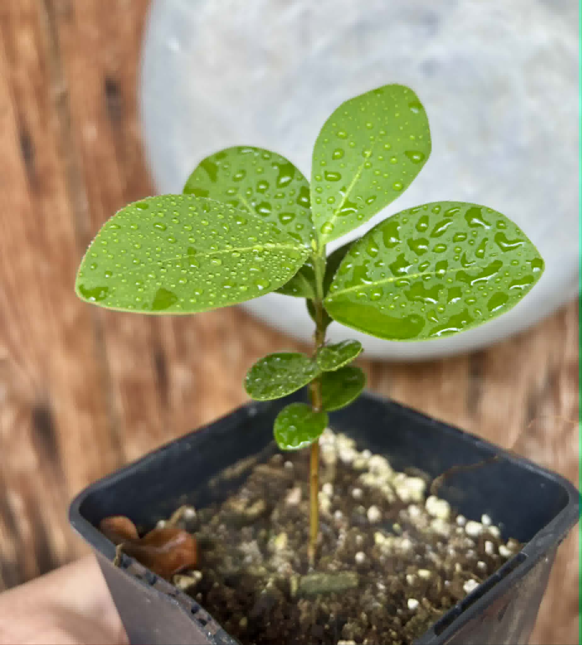 Baguaçu (Eugenia astringens) - 1 potted plant / 1 getopfte Pflanze