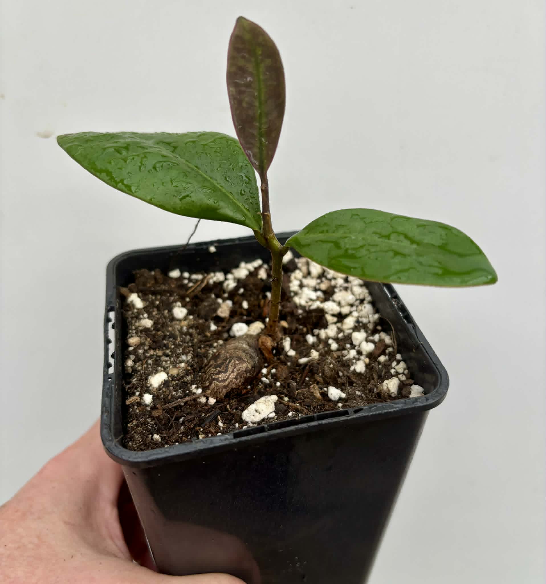 Eugenia sp Essencia negra - 1 potted seedling / 1 getopfter Sämling
