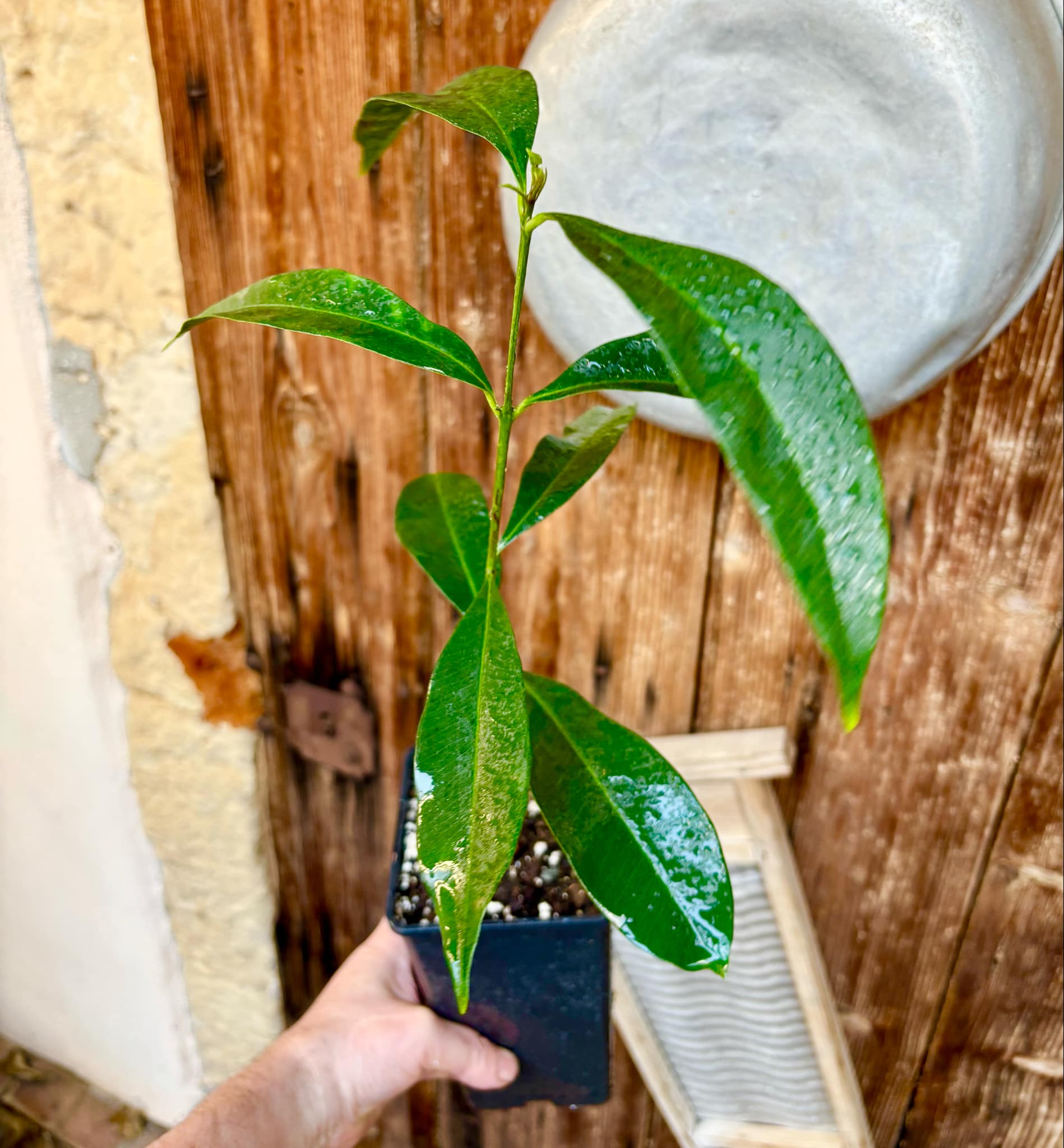Syzygium cumini - 1 potted plant / 1 getopfte Pflanze