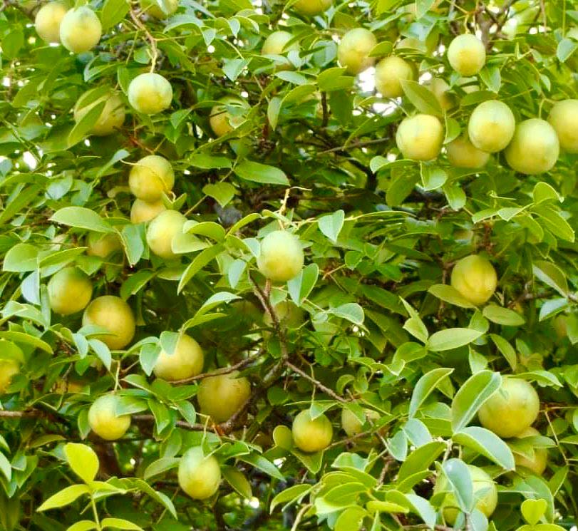 Umbu (Spondias tuberosa) -  1 fresh seed / 1 frischer Samen