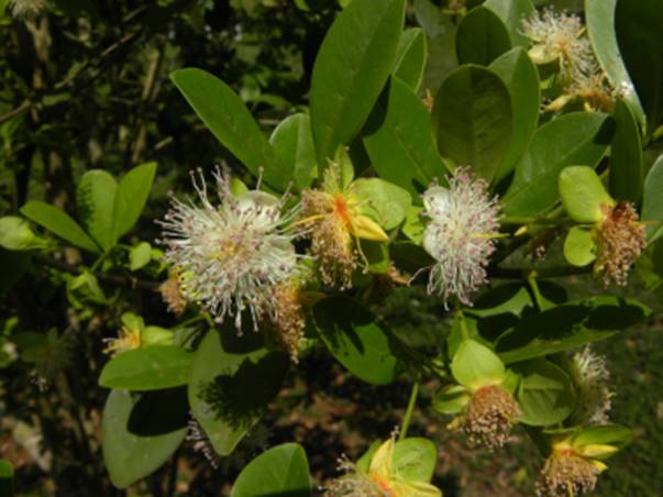 Eugenia macrobracteolata - Pitanga Juba - 3 frische Samen / 3 frische Samen