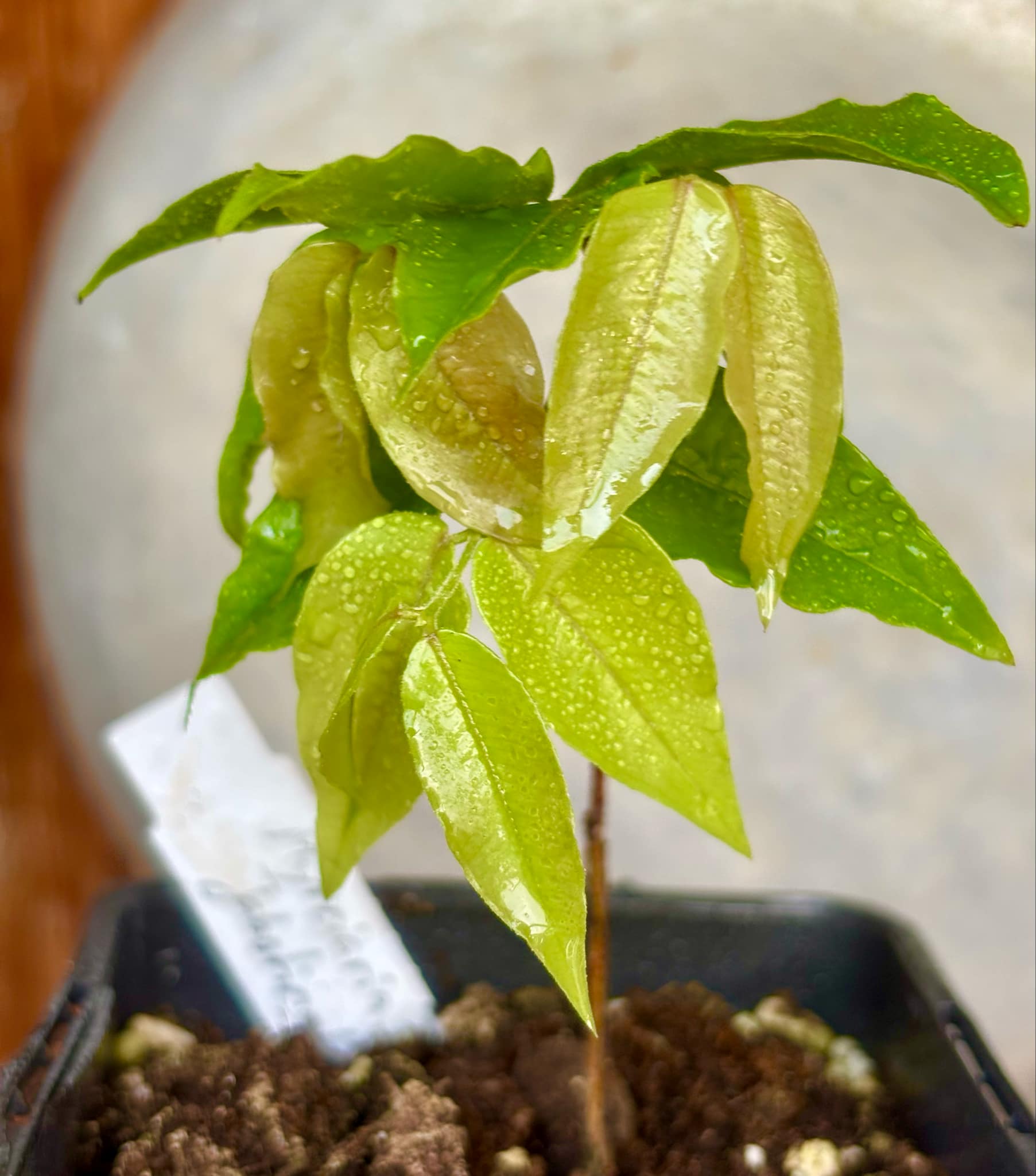 Myrciaria sp Jaboticaba - 1 potted plant / 1 getopfte Pflanze