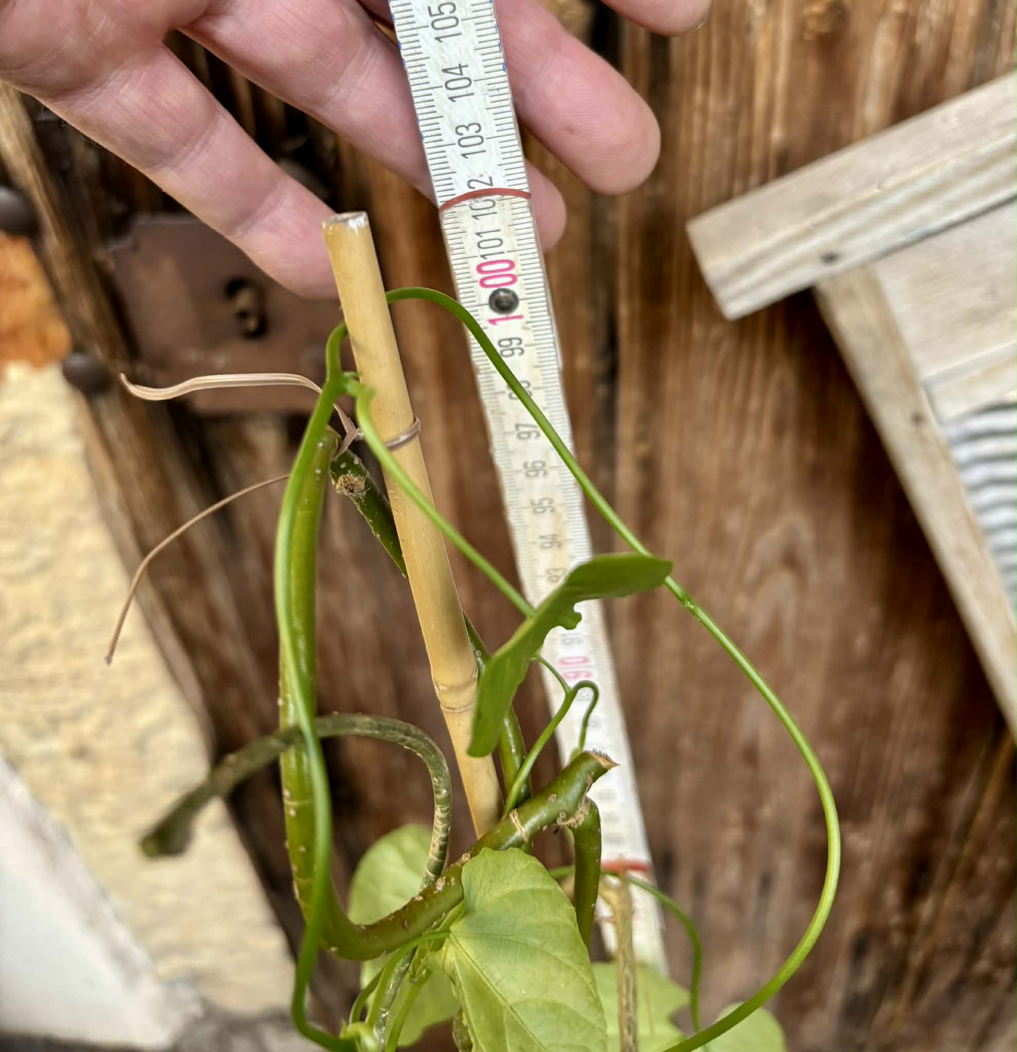 Uva do Mato (Disciphania ernstii) - 1 potted plant / 1 getopfte Pflanze