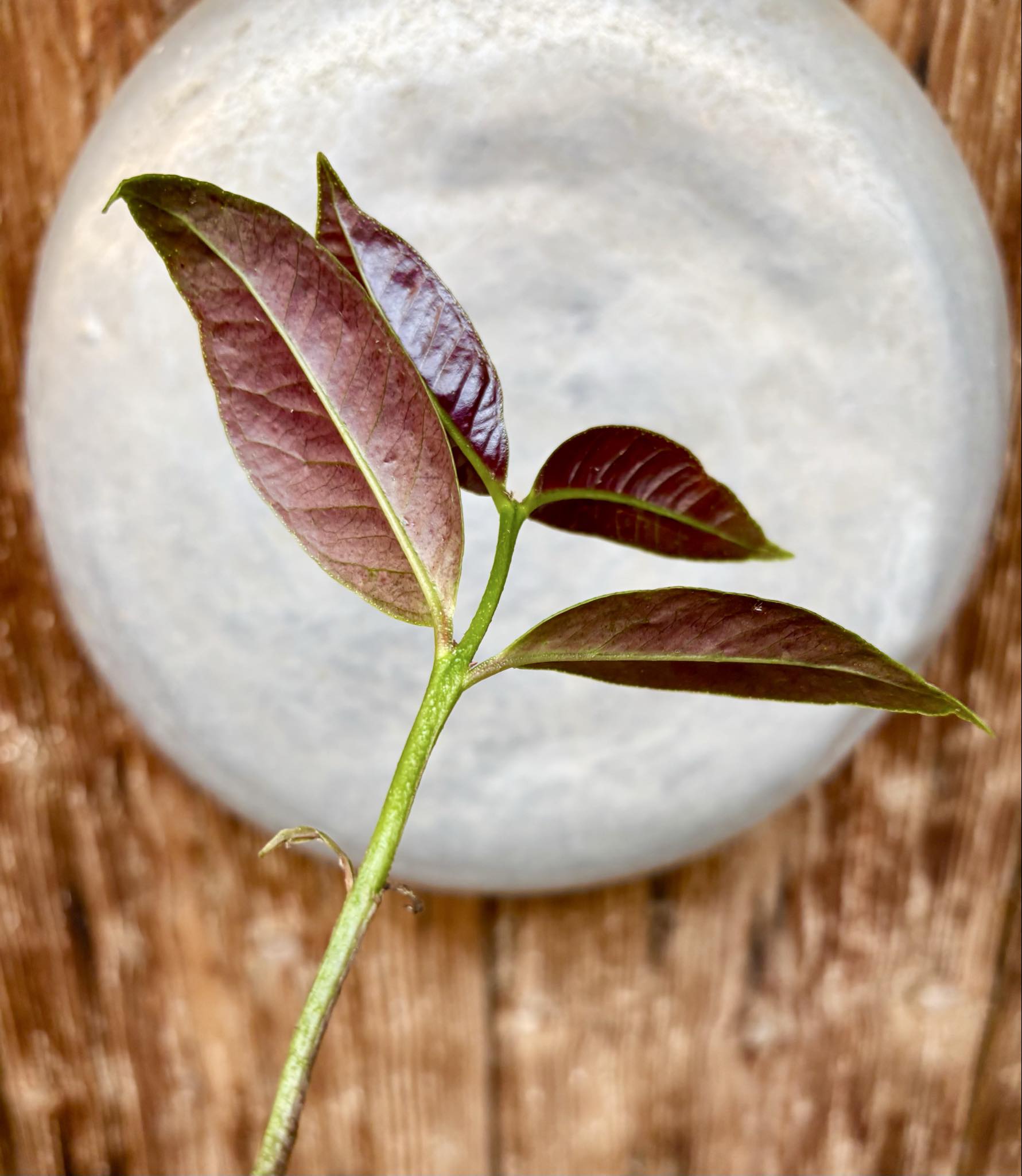 Eugenia sp Terebinthina - 1 potted seedling / 1 getopfter Sämling