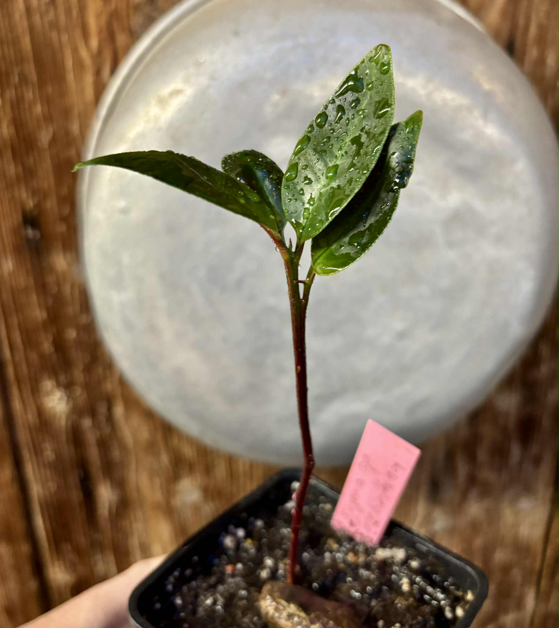 Eugenia sp Terebinthina - 1 potted seedling / 1 getopfter Sämling