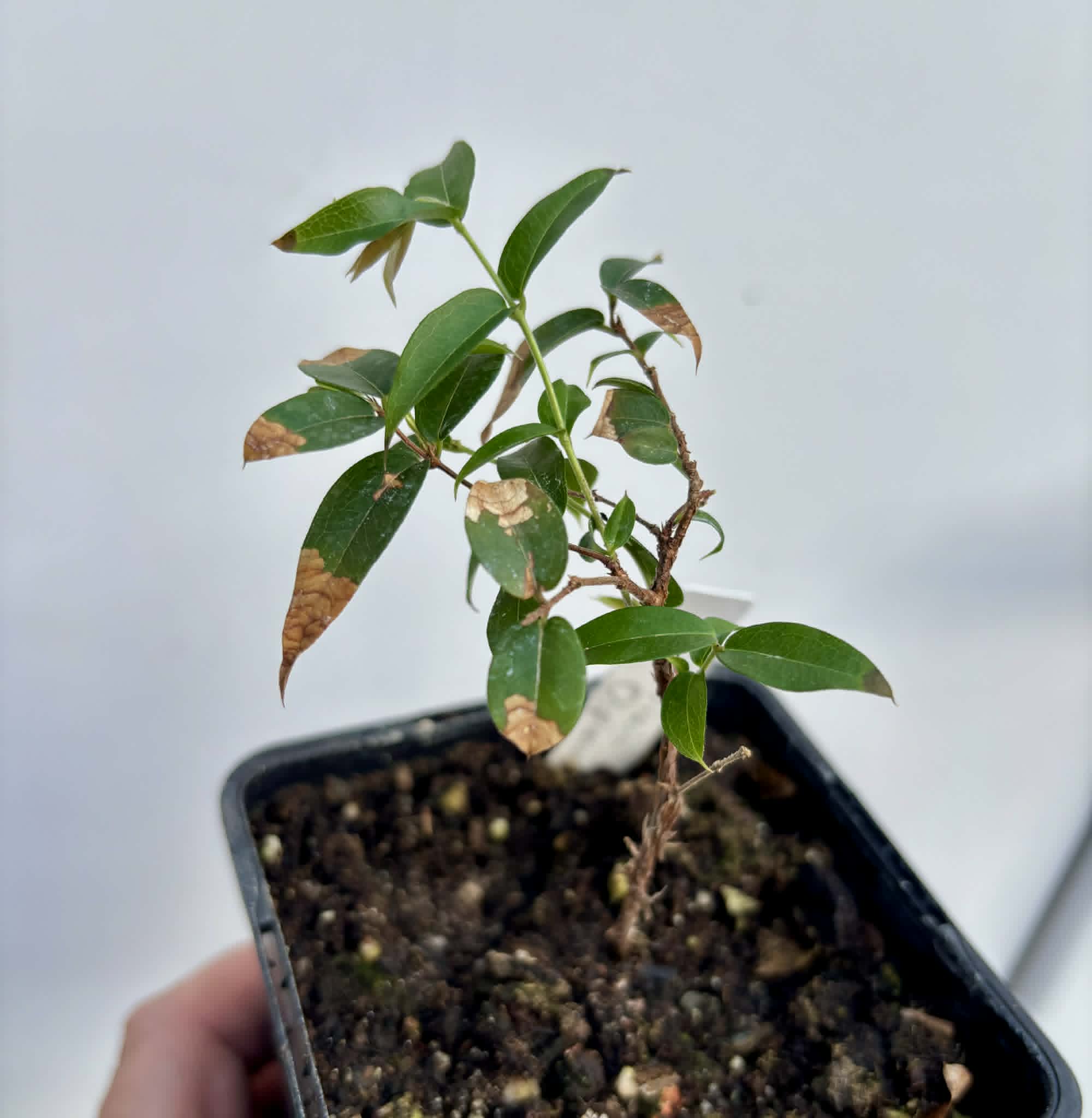 Jaboticaba Oipirinha (Plinia sp) - 1 potted plant/ 1  getopfte Pflanze