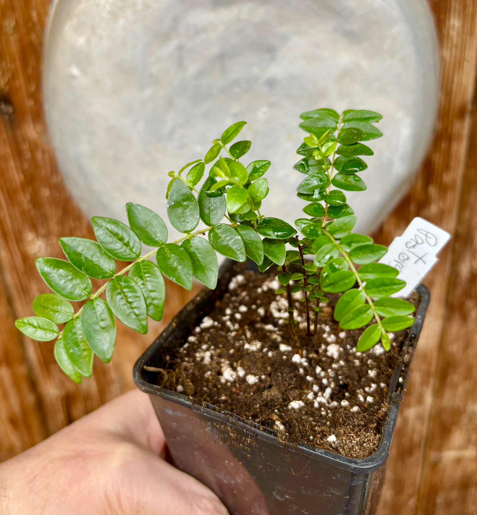 Myrciaria sp Pastora Nr. C - 1 potted seedling / 1 getopfter Sämling