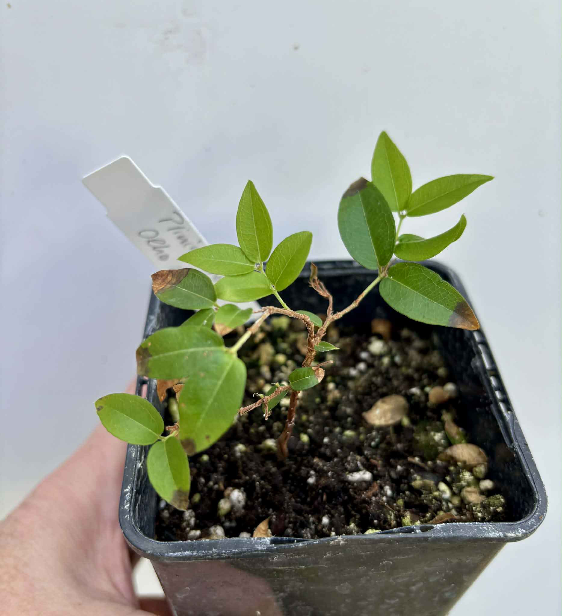 Plinia coronata var. Olho de Boi Seleção - 1 potted seedling / 1 getopfter Sämling