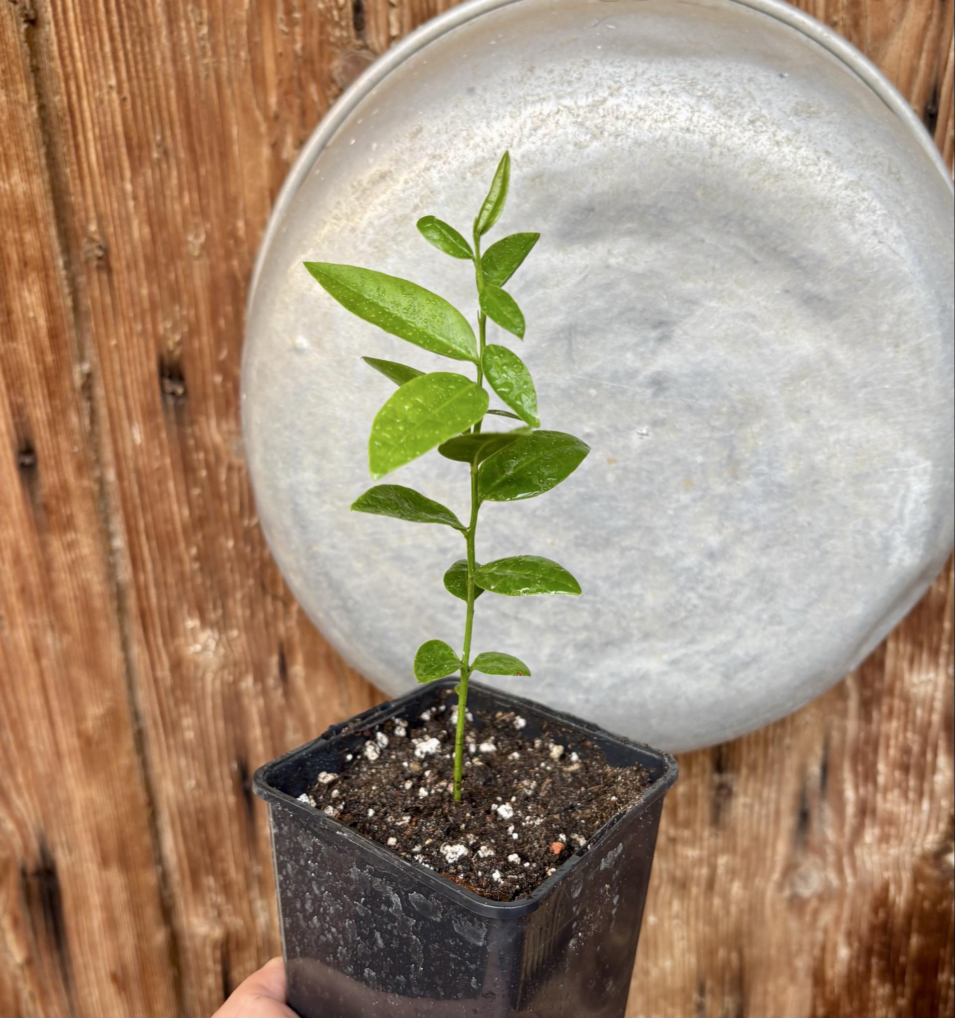 Ximenia americana - Ameixa da Caatinga - 1 potted seedling / 1 getopfter Sämling