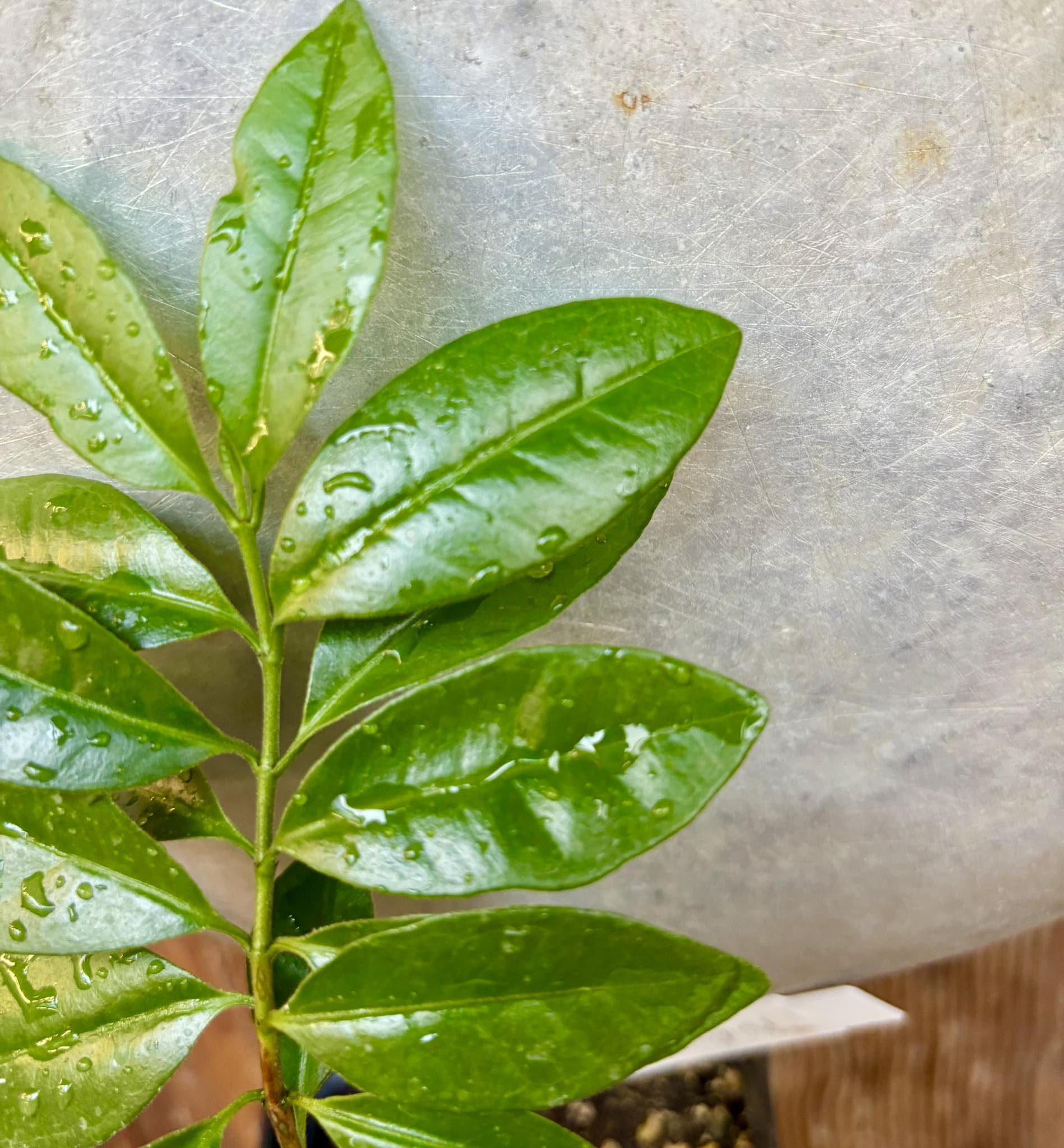 ARAÇA-AÇU (Psidium arboreum)  - 1 potted seedling / 1 getopfter Sämling