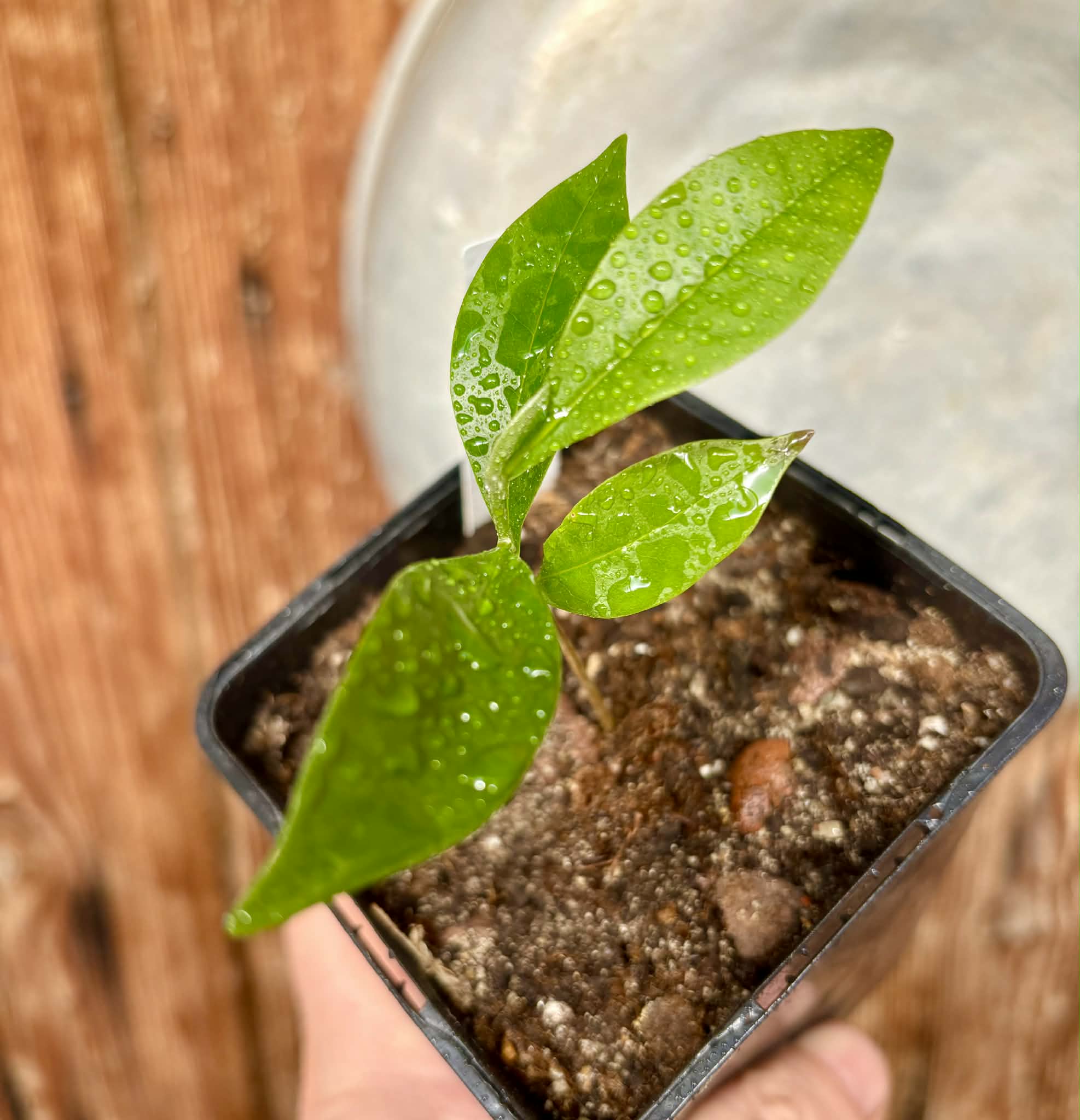 Duguetia aff. lanceolata - Pindauva Roxa -   1 potted plant / 1 getopfte Pflanze