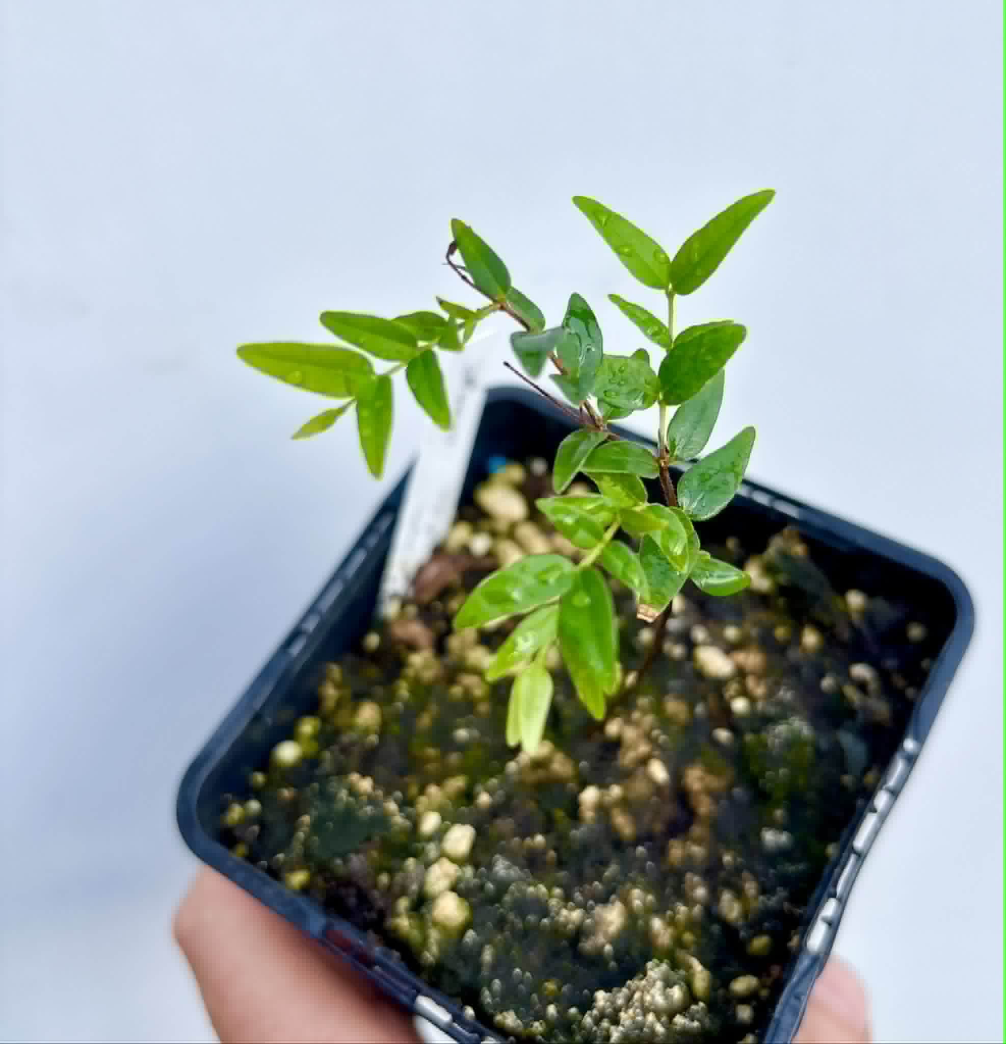Myrciaria cuspidata ORANGE - 1 potted plant / 1 getopfte Pflanze
