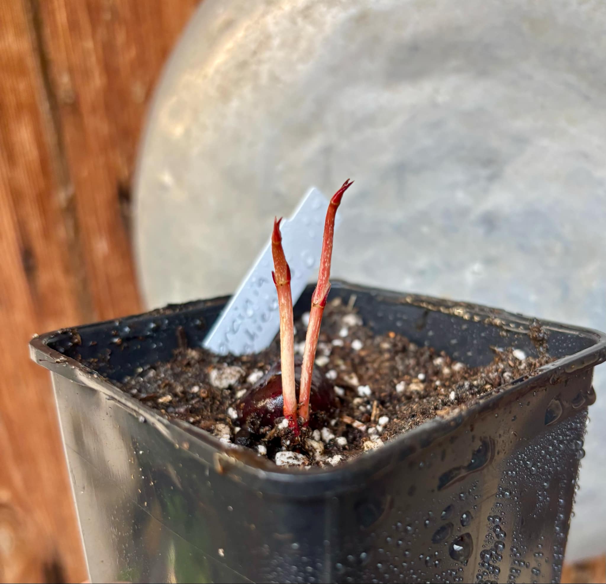 Garcinia bahiensis - 1 small potted seedling / 1 kleiner, getopfter Sämling