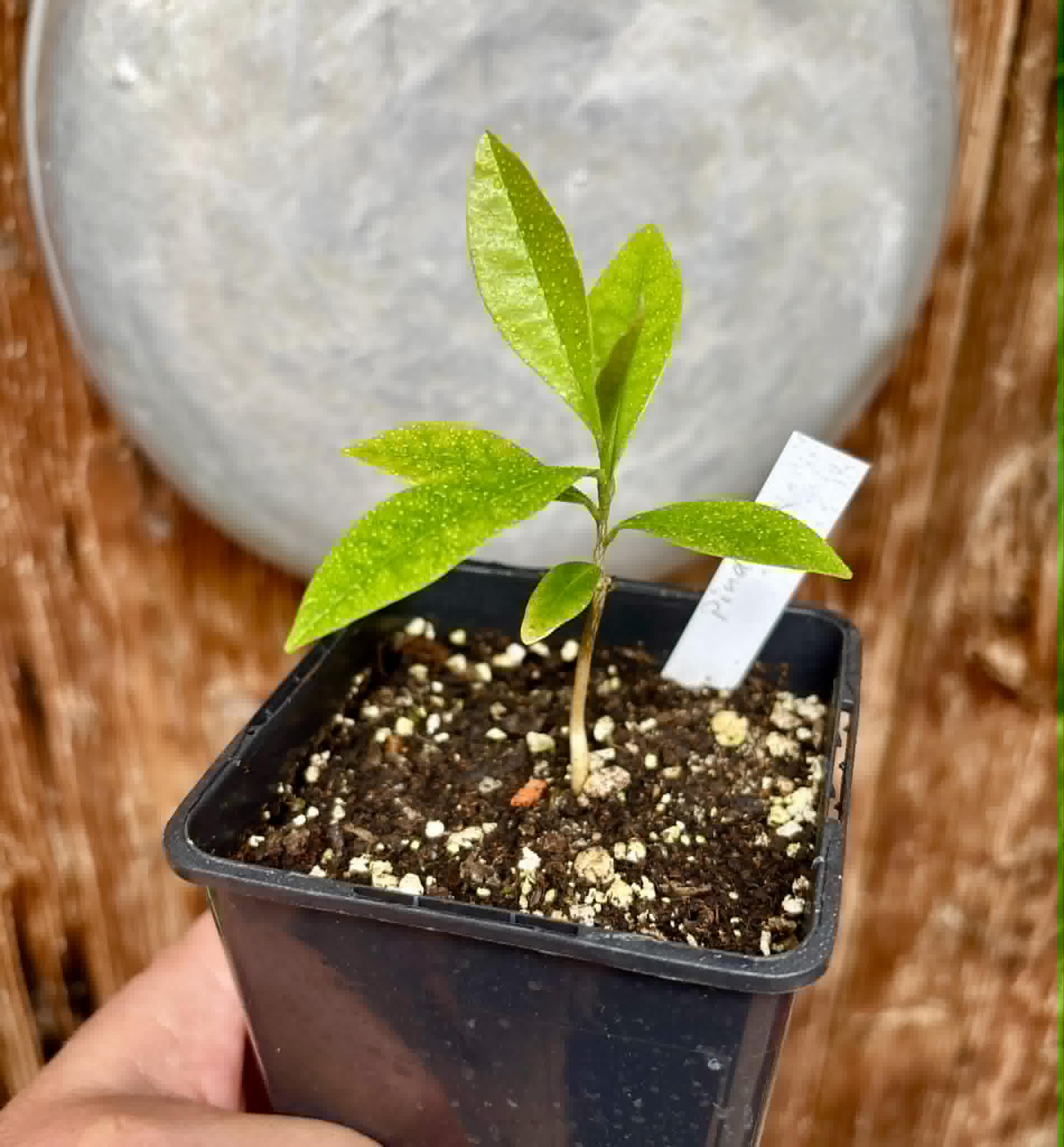 Duguetia lanceolata - Pindaiba - 1 potted seedling / 1 getopfter Sämling