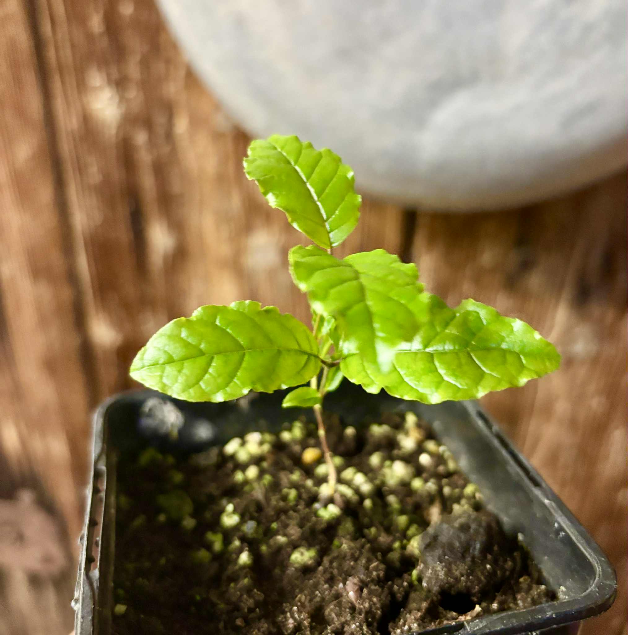 Campomanesia xanthocarpa var. littoralis - 1 small potted seedling / 1 kleiner, getopfter Sämling