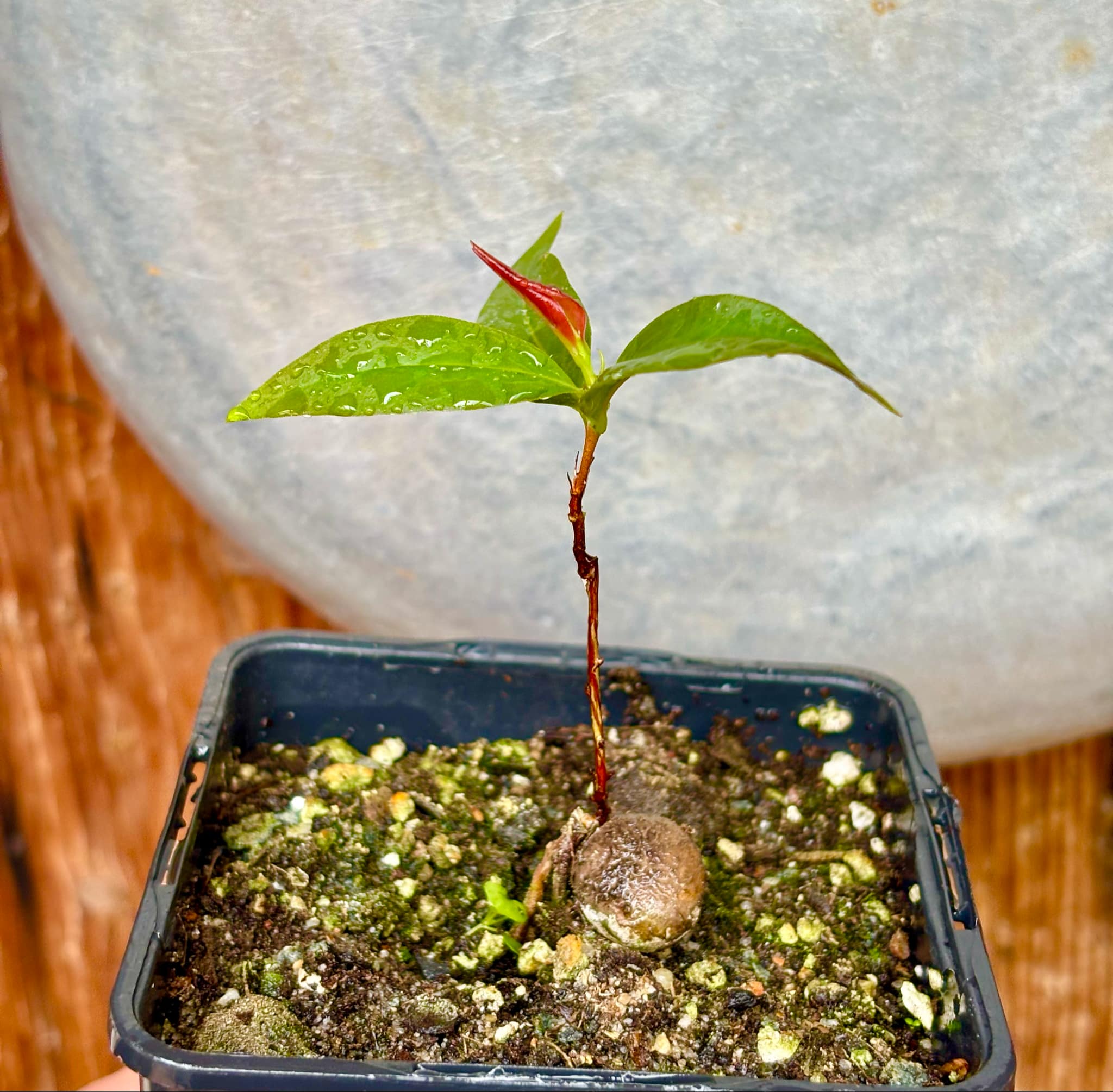 Cagaita var. "Brinco de Princesa" (Eugenia dysenterica) - 1 potted plant / 1 getopfte Pflanze