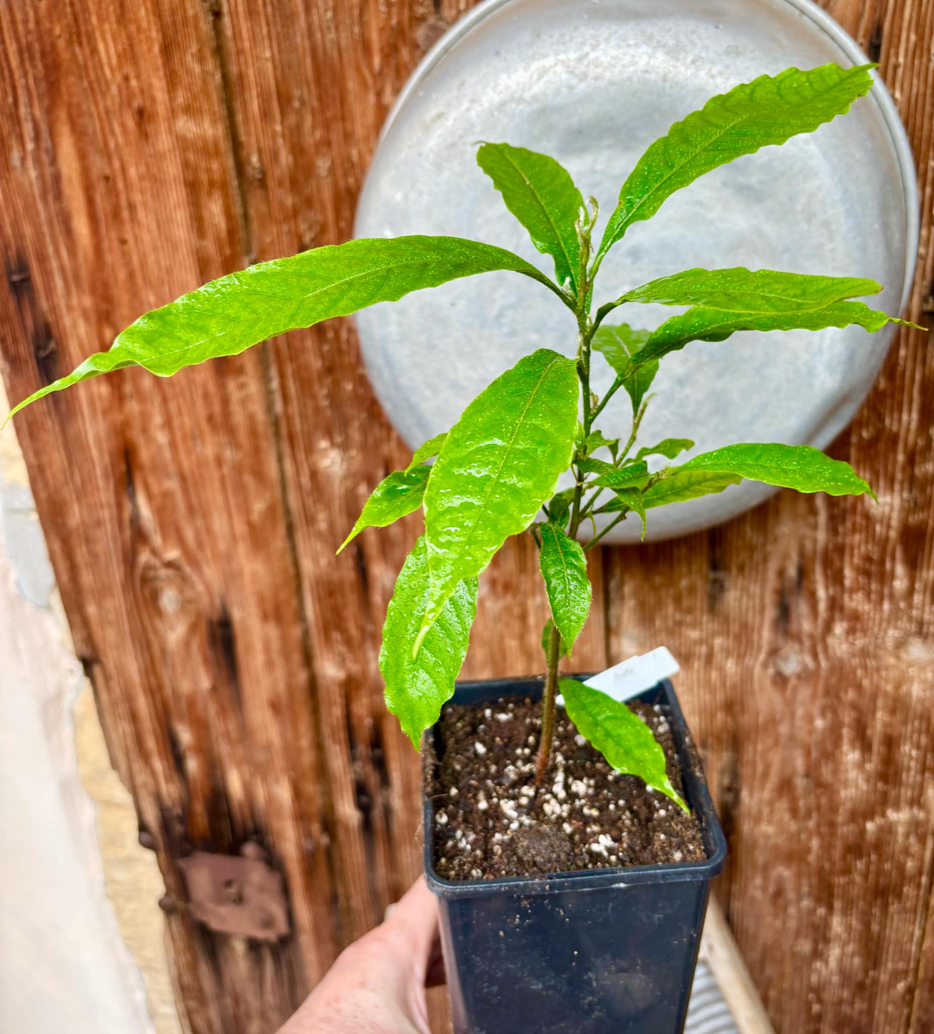 Abiu (Pouteria caimito) - 1 potted plant / 1 getopfte Pflanze Abiu (Pouteria caimito) - 1 potted plant / 1 getopfte Pflanze