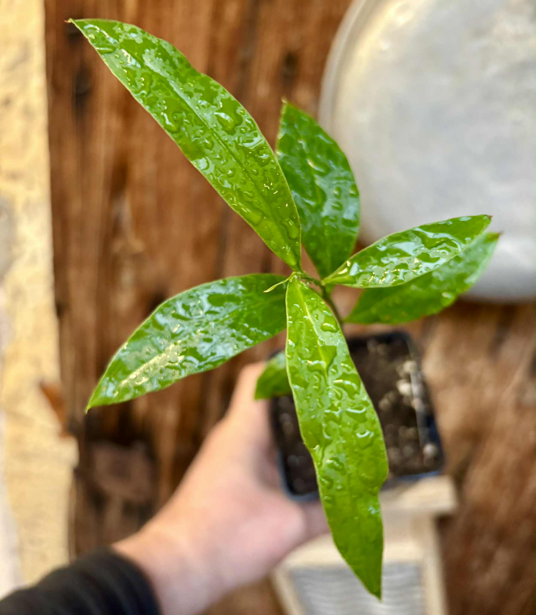 Ximenia americana - Ameixa da Caatinga - 1 potted seedling / 1 getopfter Sämling