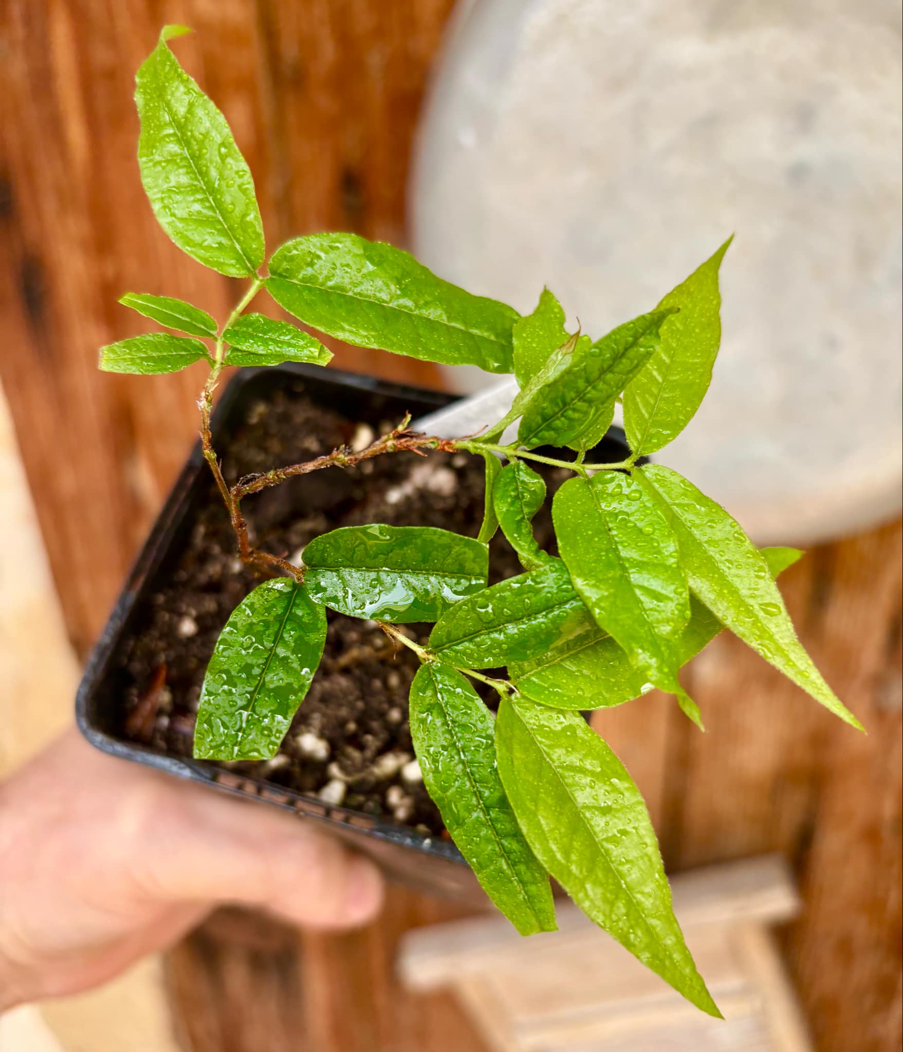 Plinia spiritosantensis var. Mucuri Velvet - 1 potted plant/ 1 getopfte Pflanze