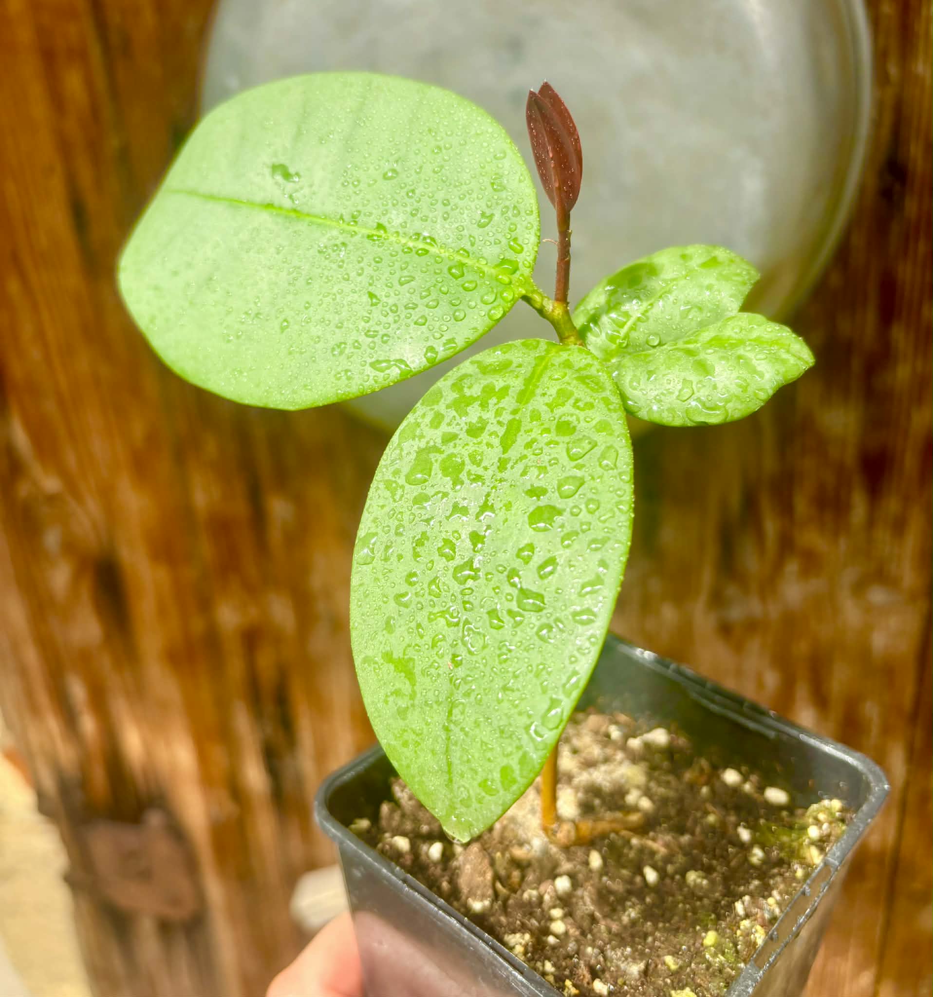 Eugenia sp Unana -  1 potted seedling / 1 getopfter Sämling