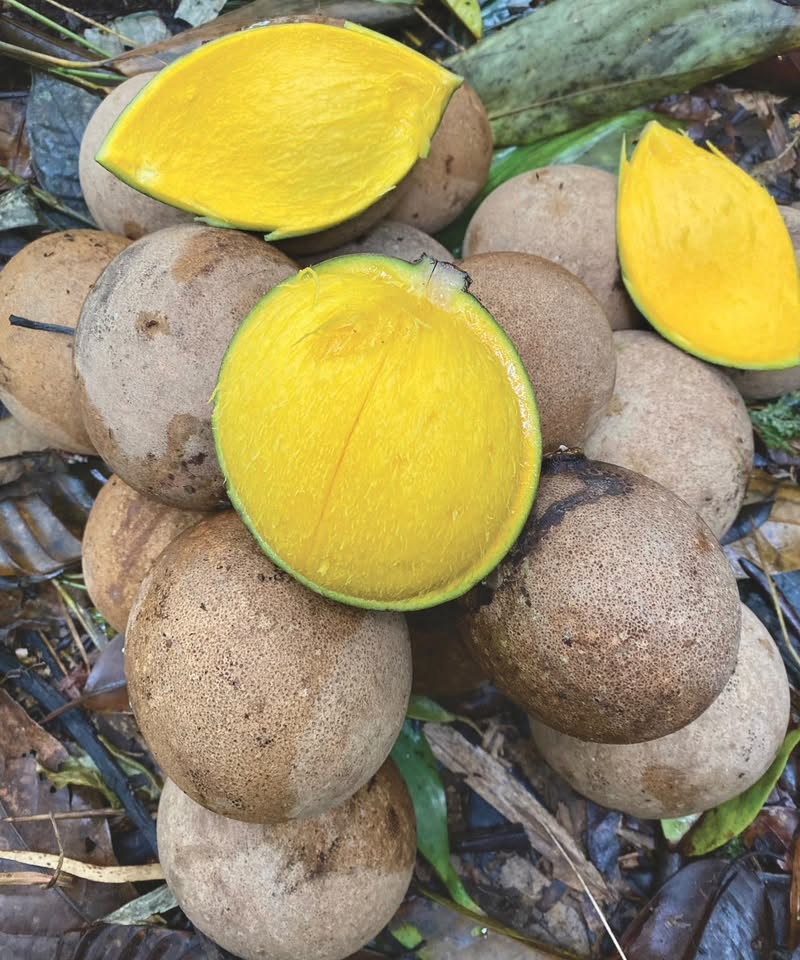 Pre Order - Bambangan (Mangifera pajang) - 1 fresh seed / 1 frischer Samen