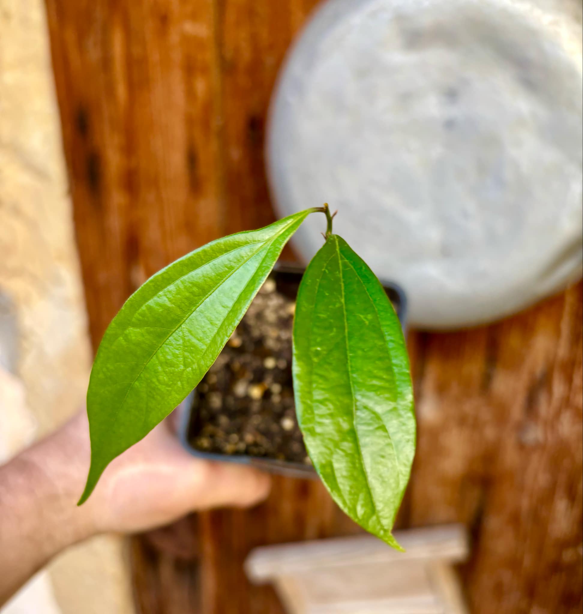 ZIMT - True Cinnamon (Cinnamomum verum) -  1 potted plant / 1 getopfte Pflanze 