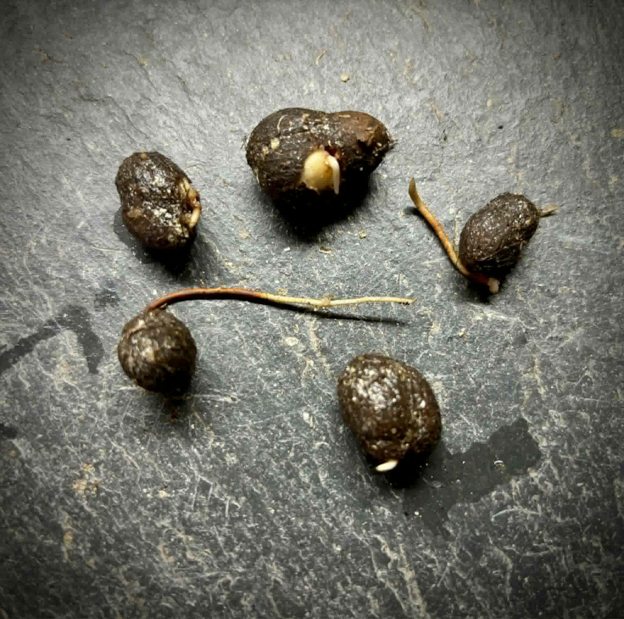Eugenia sp amarela de Rondonia - 1 germinated seed / 1 gekeimter Samen