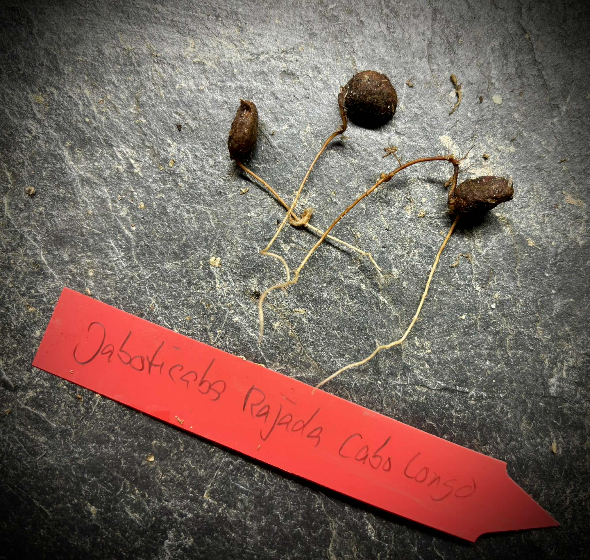 3 last seeds - Plinia sp. Rajada Matriz 1 - 1 germinated seed / 1 gekeimter Samen