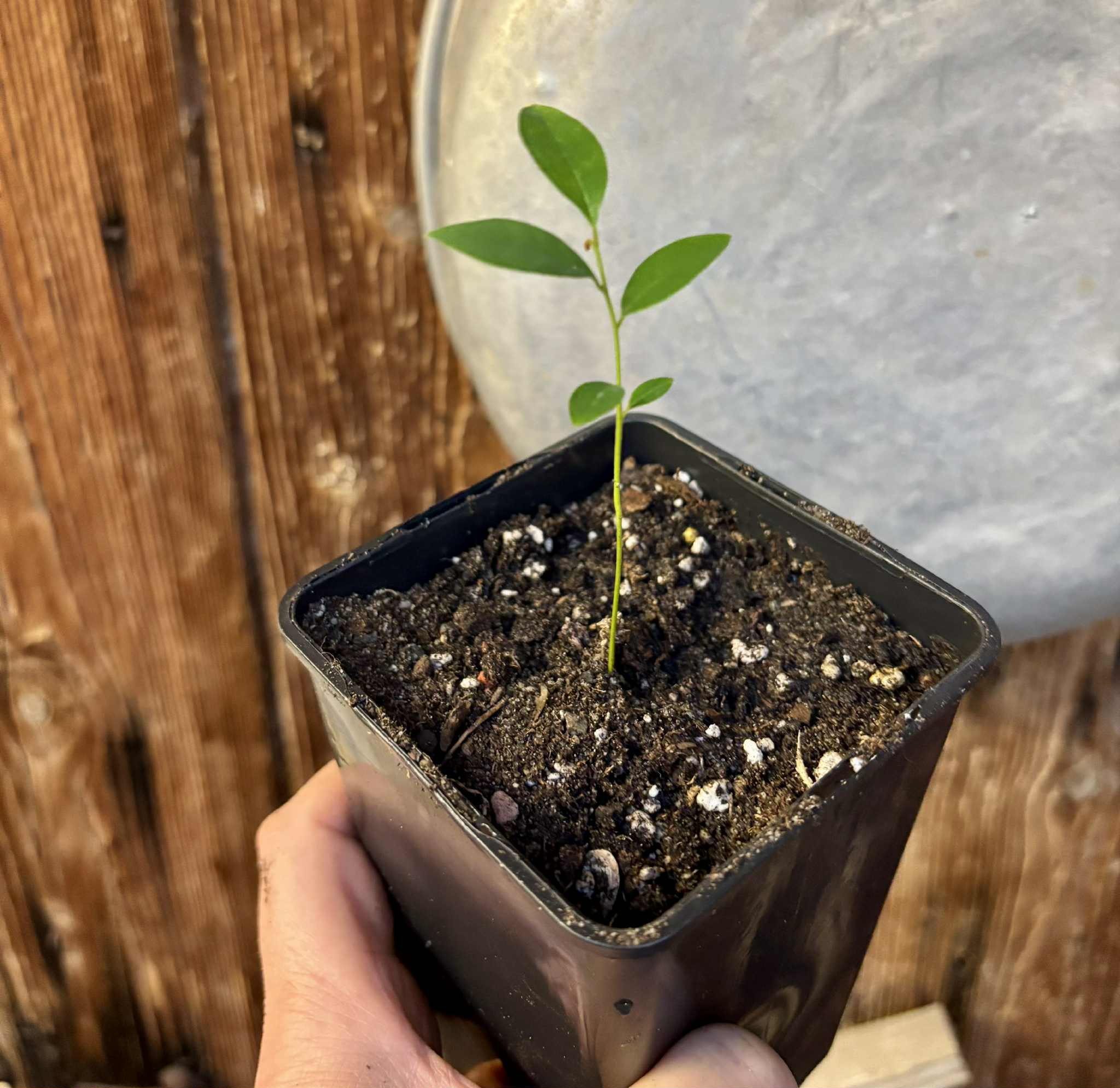 Uvaria cordata -  1 potted seedling / 1 getopfter Sämling