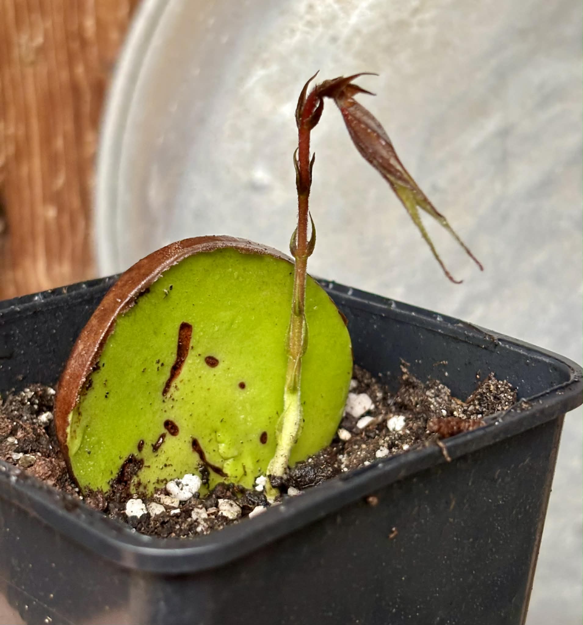 Plinia longiacuminata RED  -  1 potted seedling / 1 getopfter Sämling