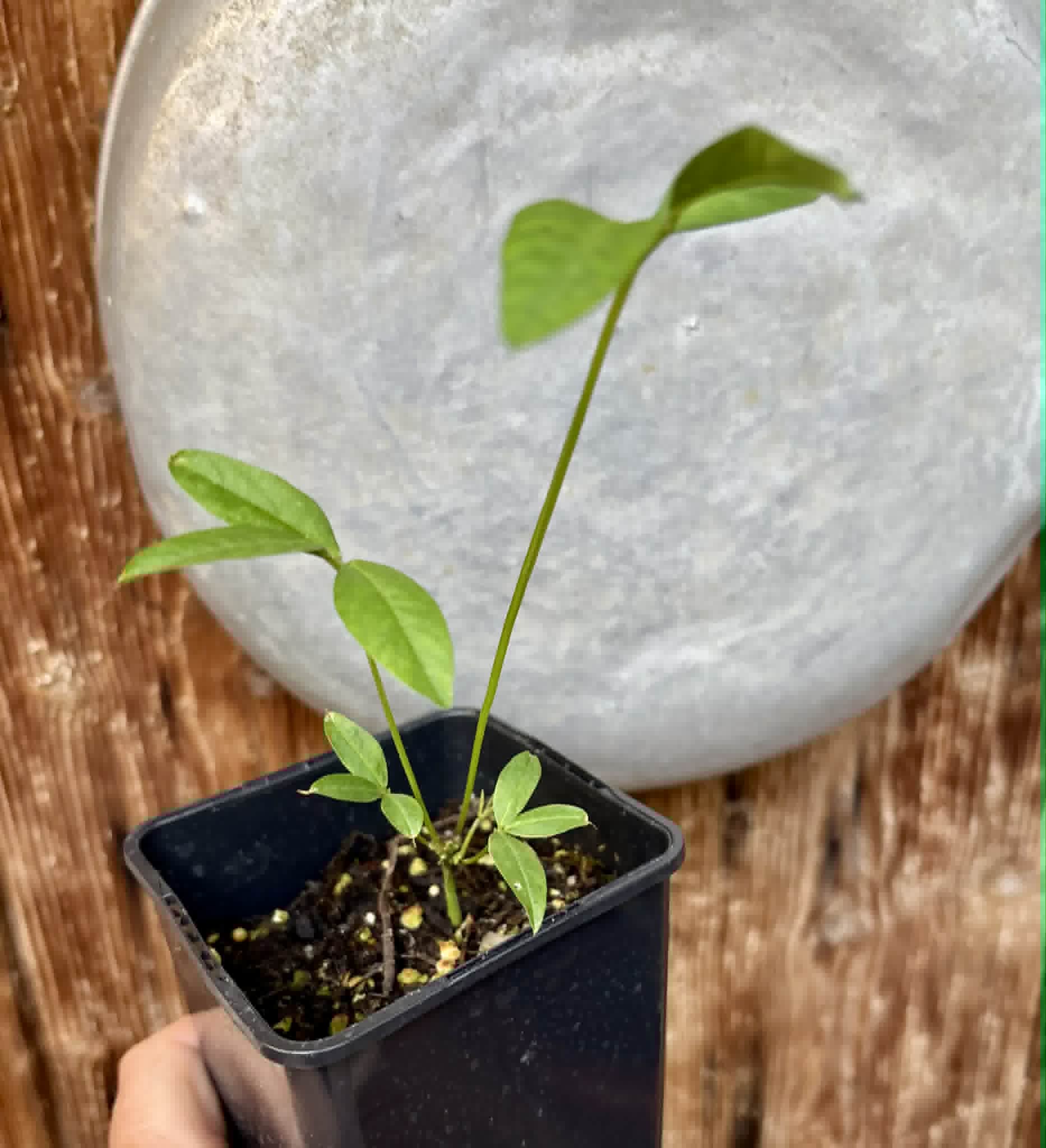 Bambara Groundnut (Vigna subterranea) -  1 potted plant / 1getopfte Pflanze