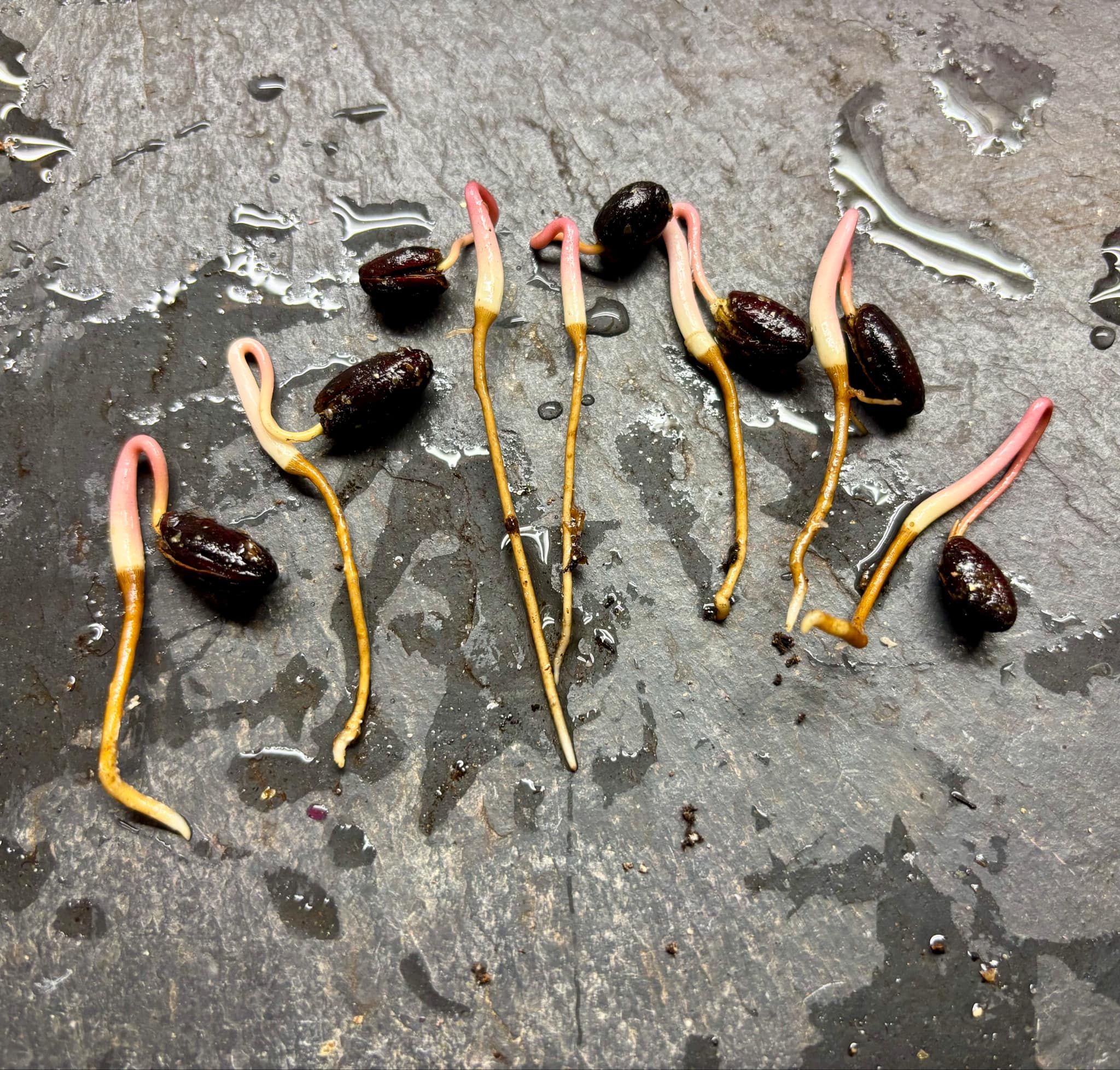 Duguetia lanceolata - Pindaiba - 1 germinated  seed / 1 gekeimter Samen 