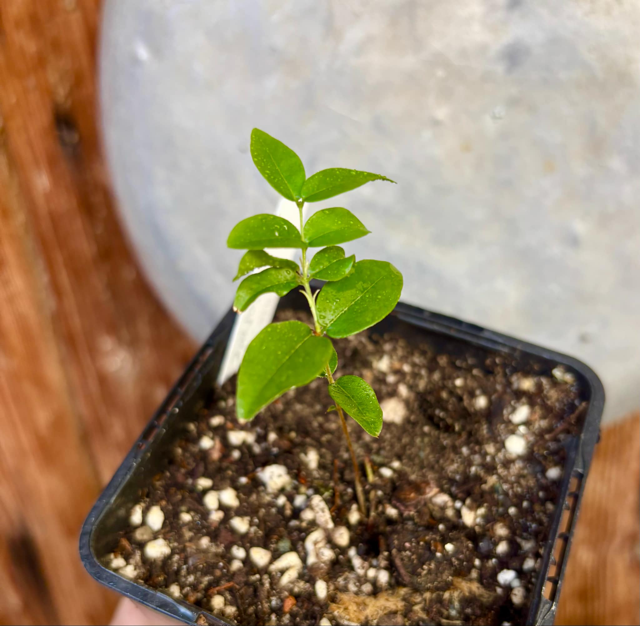 Jaboticaba - Plinia sp Esarme -  1 small potted seedling / 1 kleiner, getopfter Sämling