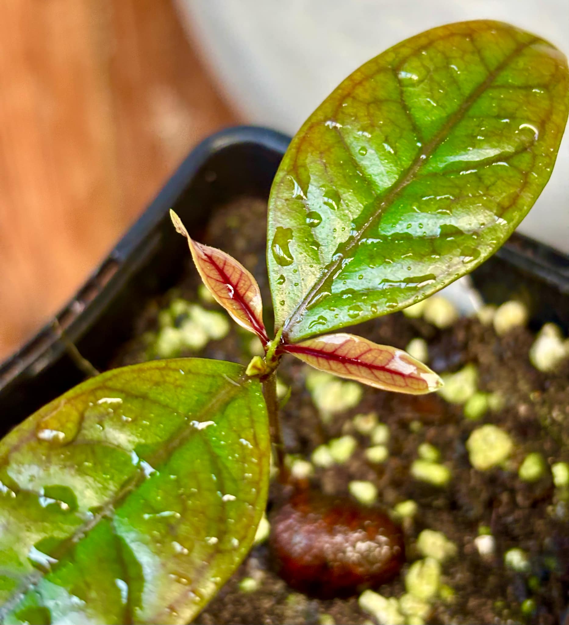 Eugenia sp de Talo -  1 small potted seedling / 1 kleiner, getopfter Sämling