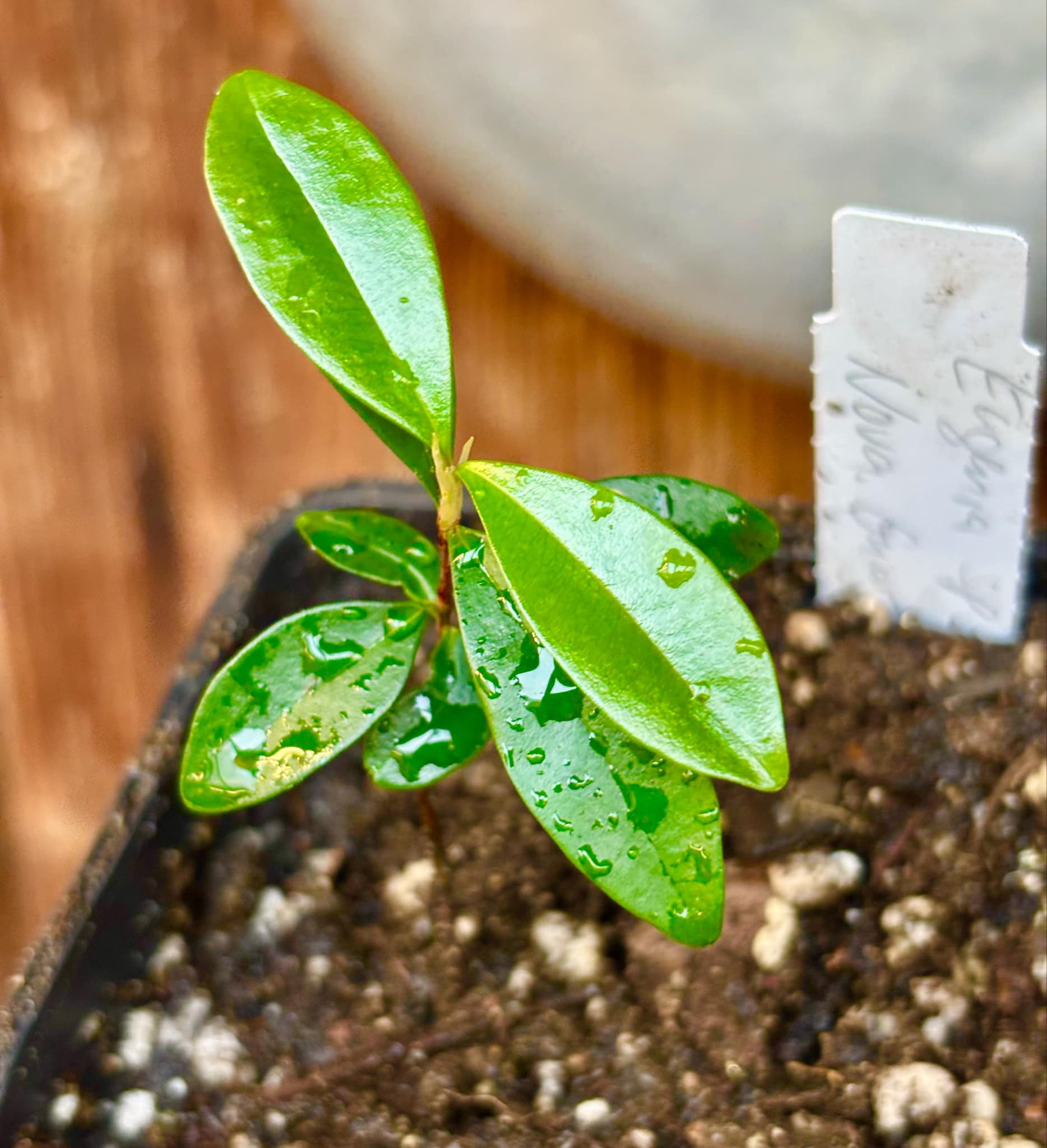 Eugenia sp Nova Rio Guari - 1 small potted seedling / 1 kleiner, getopfter Sämling