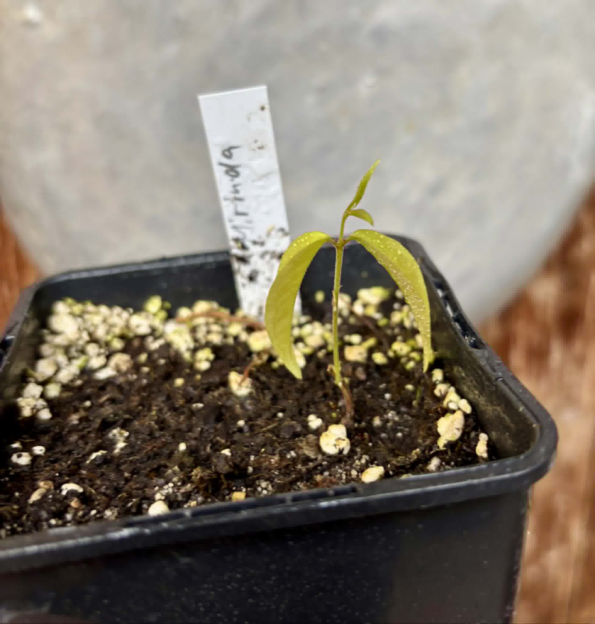 last plant - Mirinda (Eugenia sp Laranja do Rio de Janeiro) - 1 potted seedling / 1 getopfter Sämling