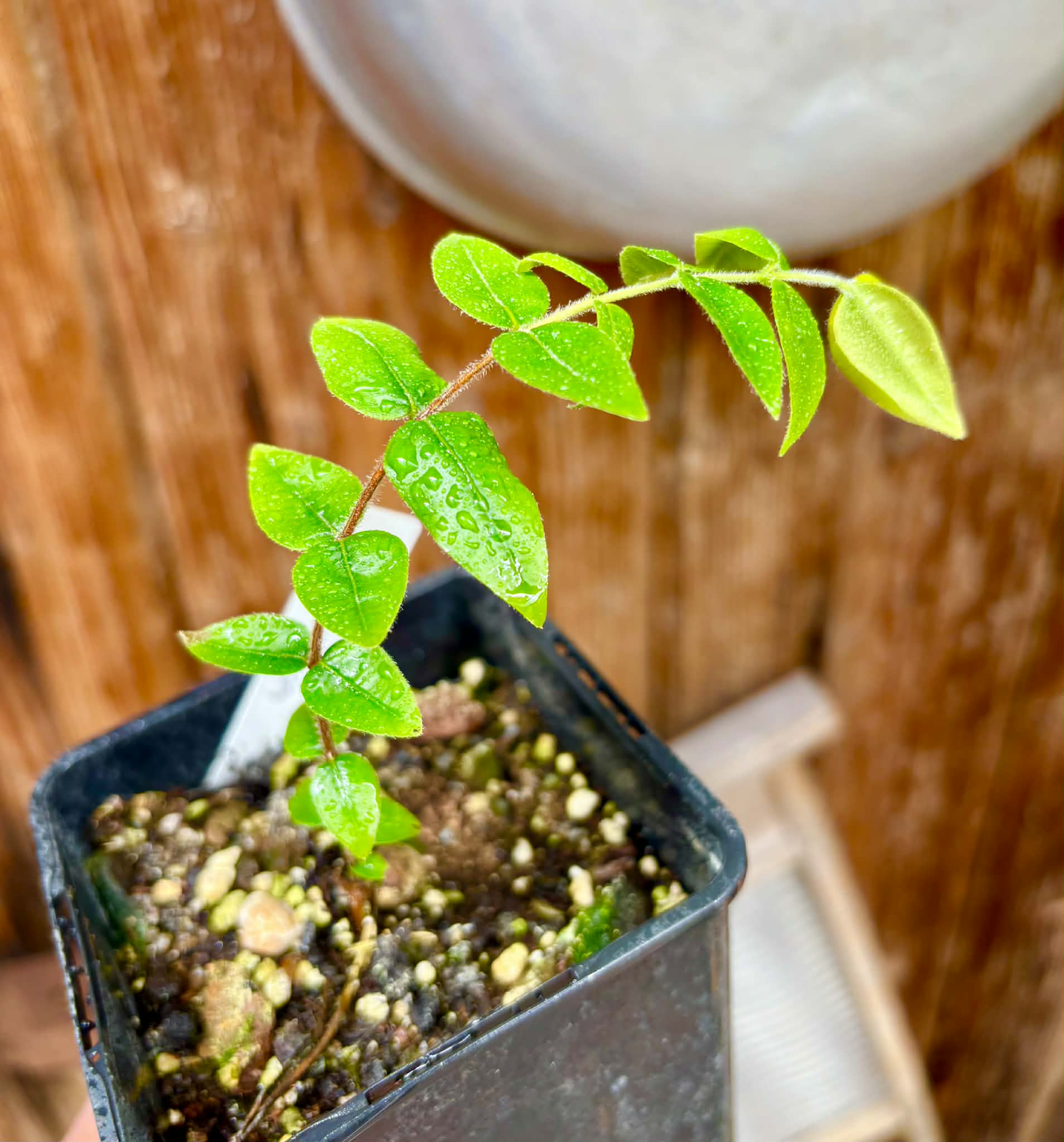 Myrciaria pilosa -  1 potted seedling  / 1 getopfter Sämling