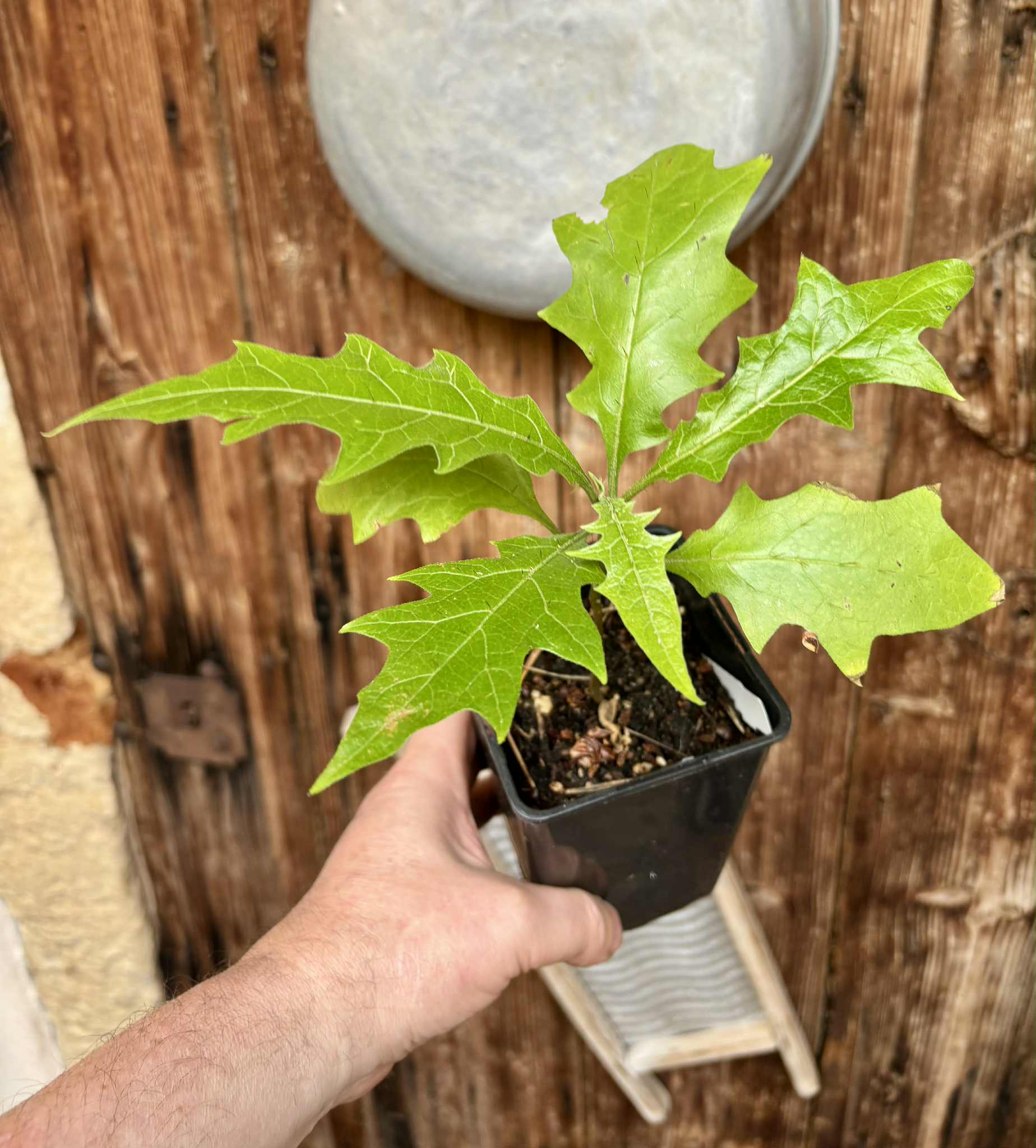 Juá do Jequitinhonha (Solanum schizandrum) - 1 potted seedling / 1 getopfter Sämling